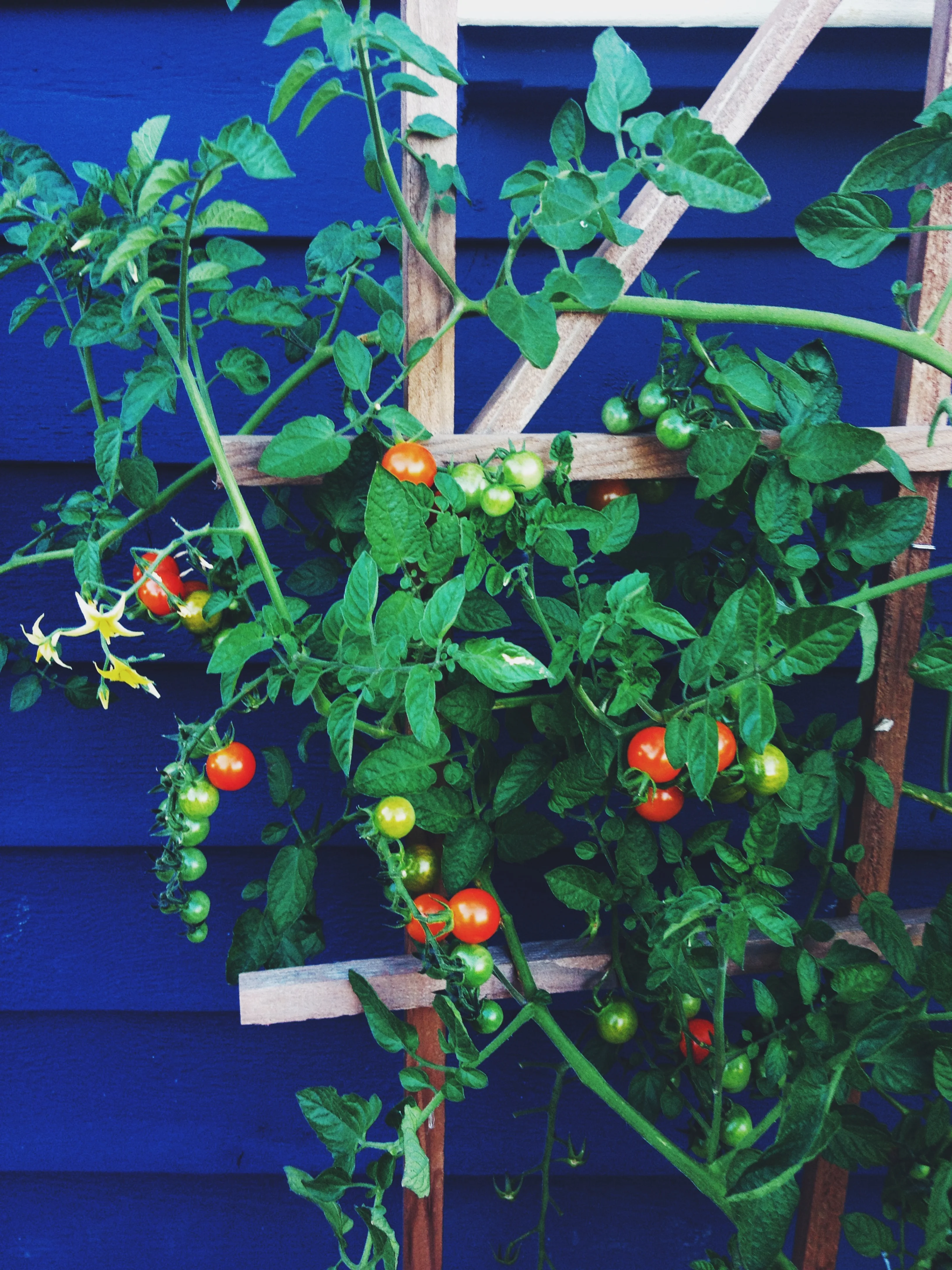 100 Hybrid Tomatoes