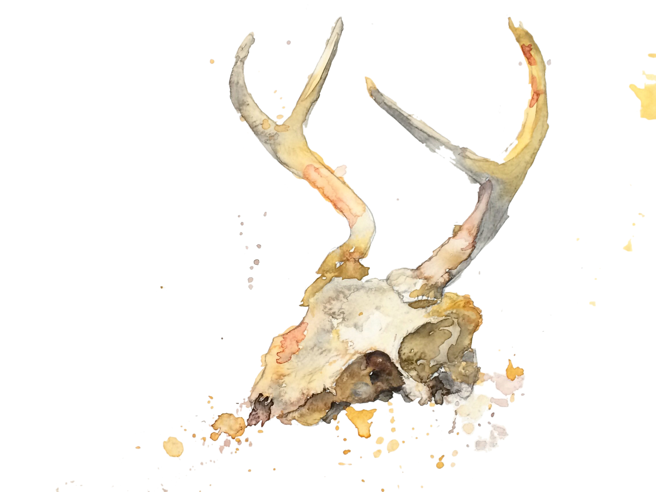Deer Skull Watercolor
