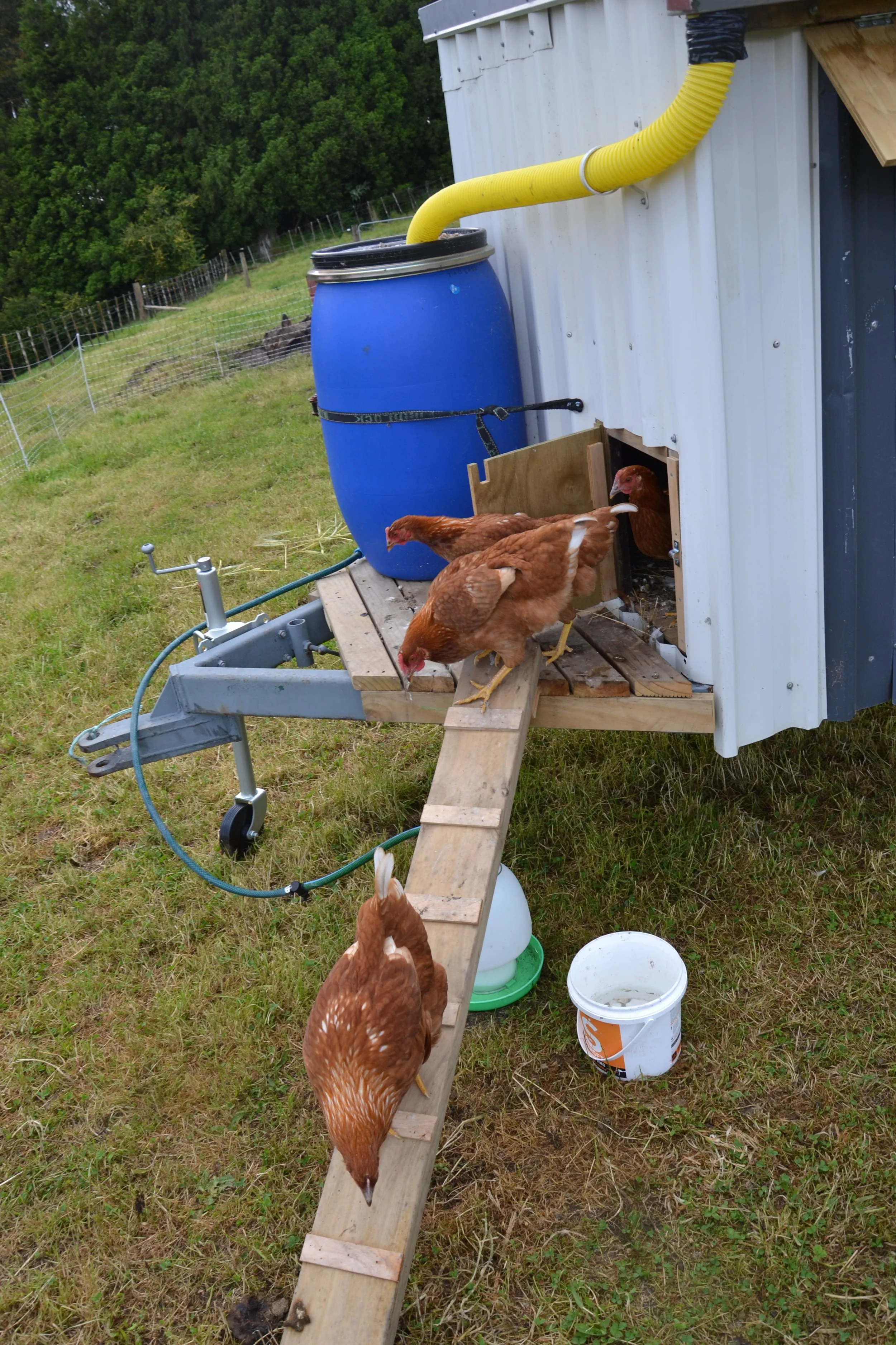 Chicken Trailer with a view... — Crafty Gatherer