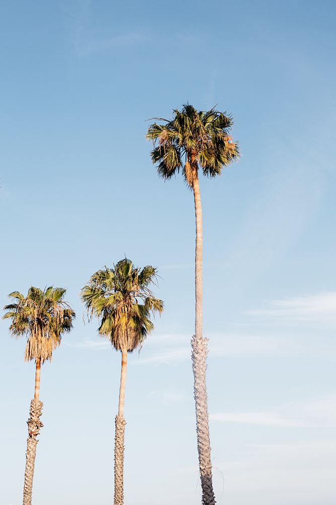 Santa Barbara Palm trees