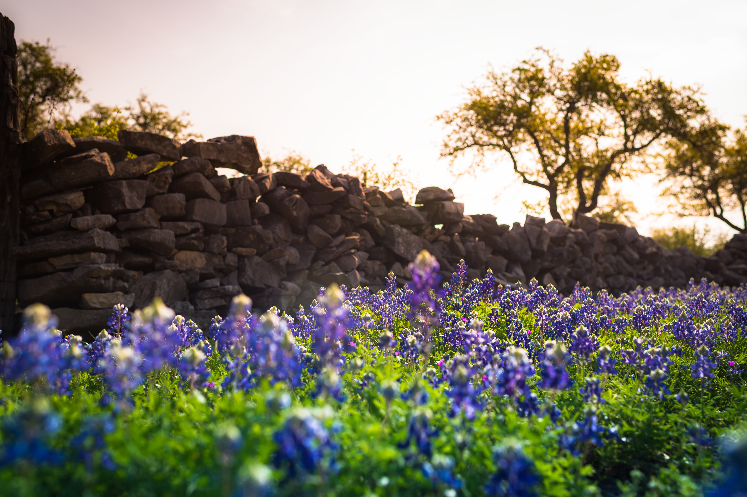 Sunset-Bluebonnets.png