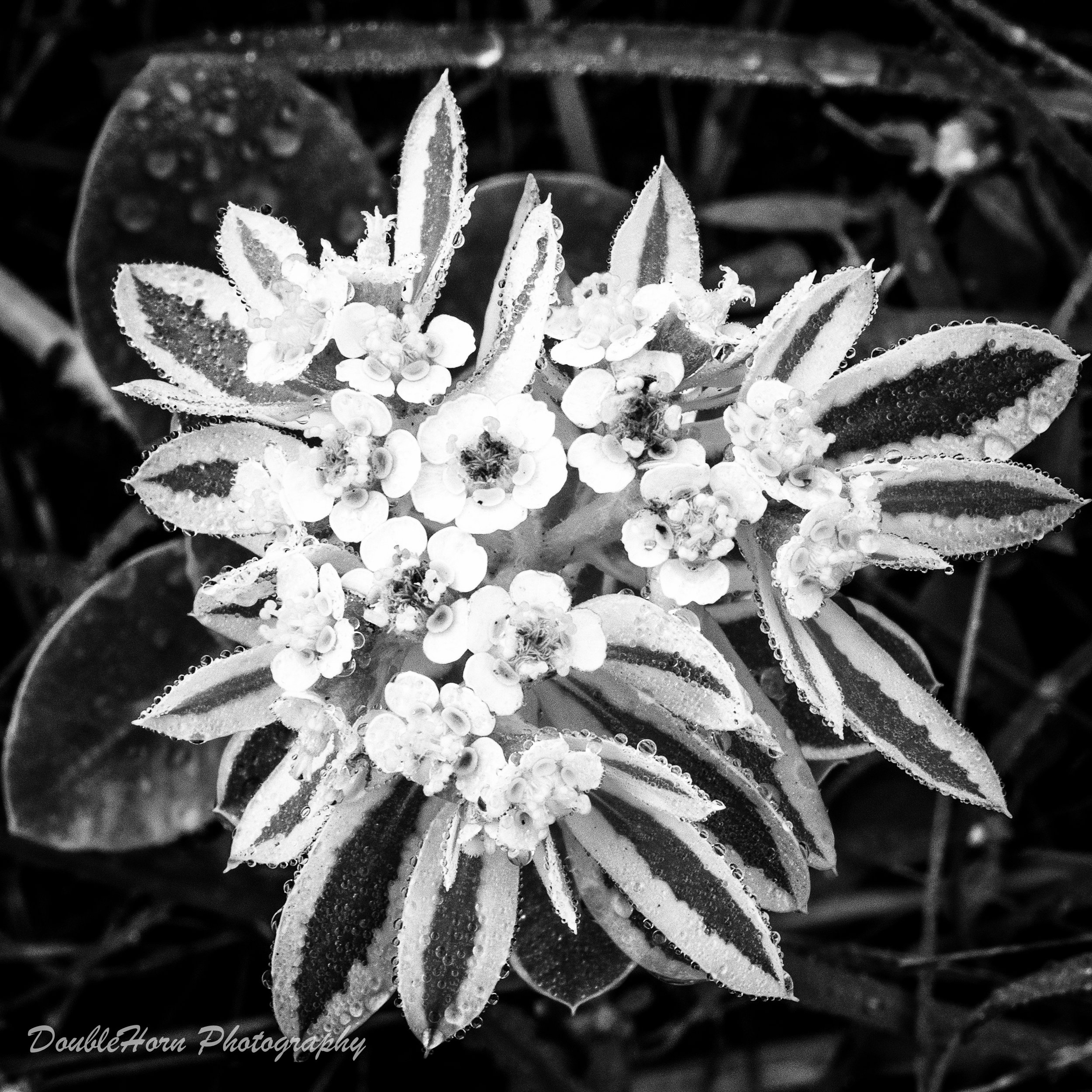 Milkweed Flower with Dew Black and White watermarked.jpg