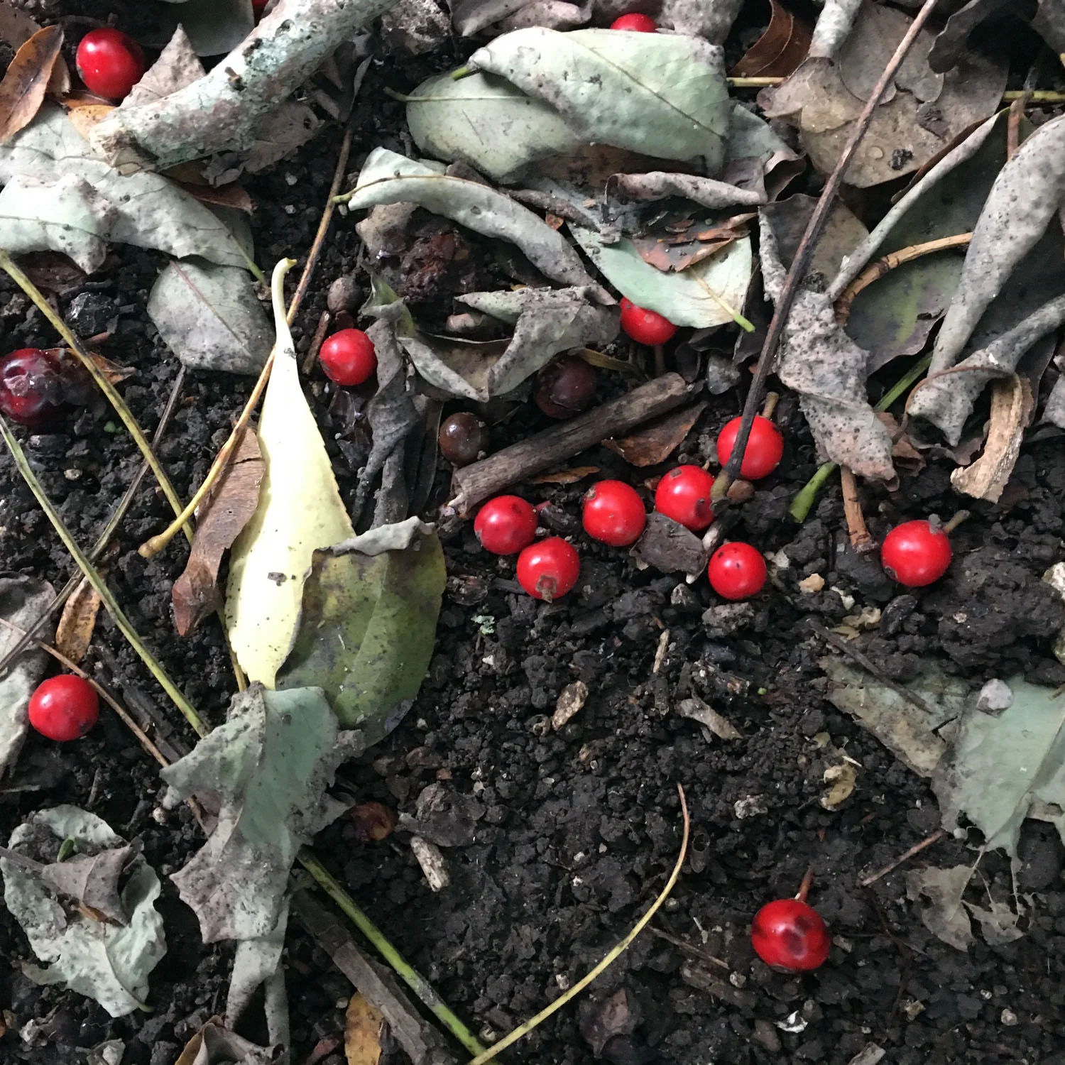 Red Berries.jpg