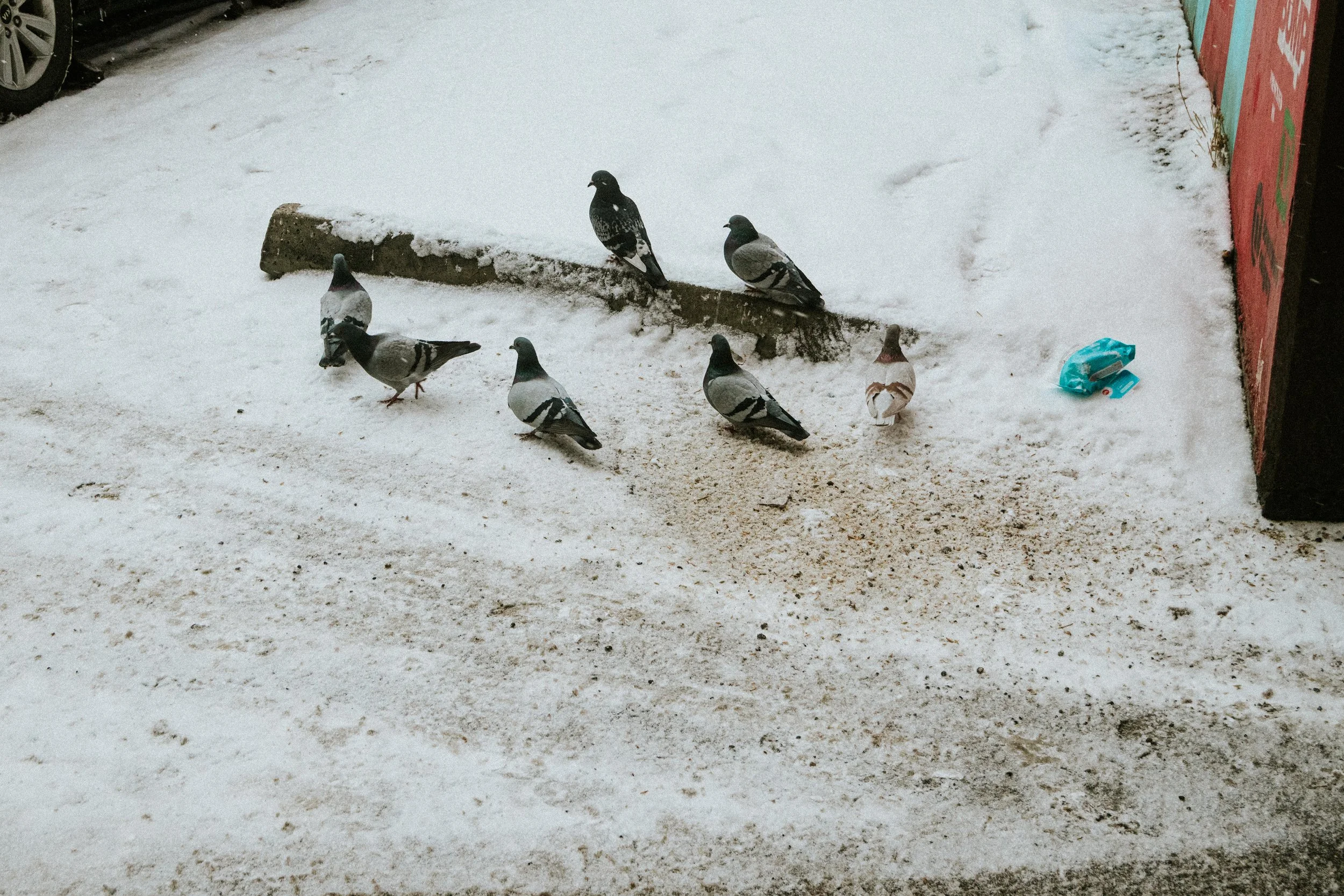 20260227_Franzen_StreetSNOW-26.jpg