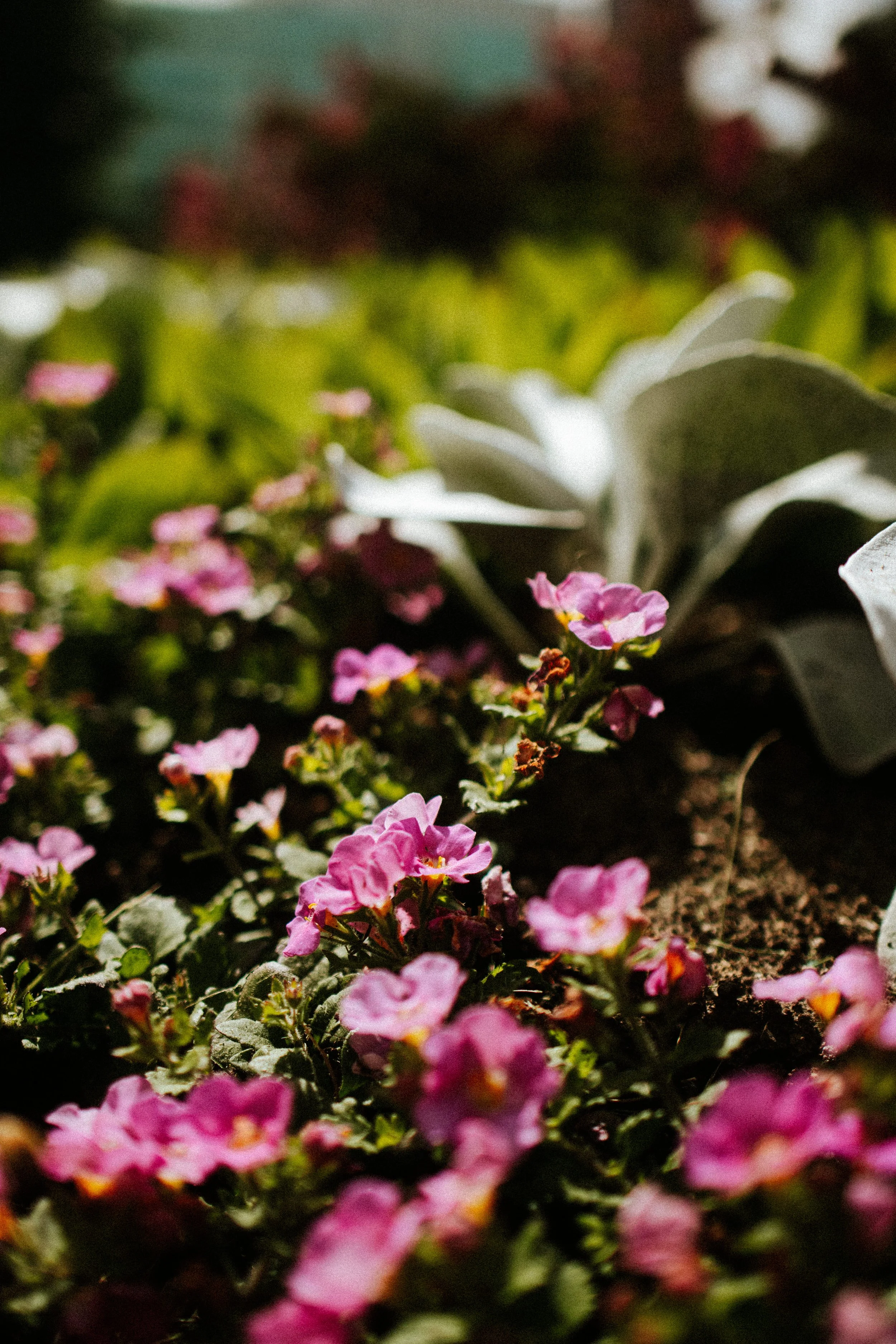 canon-r50v-24mm-18-priscila-nightingale-voltando-a-fotografar-18.jpg