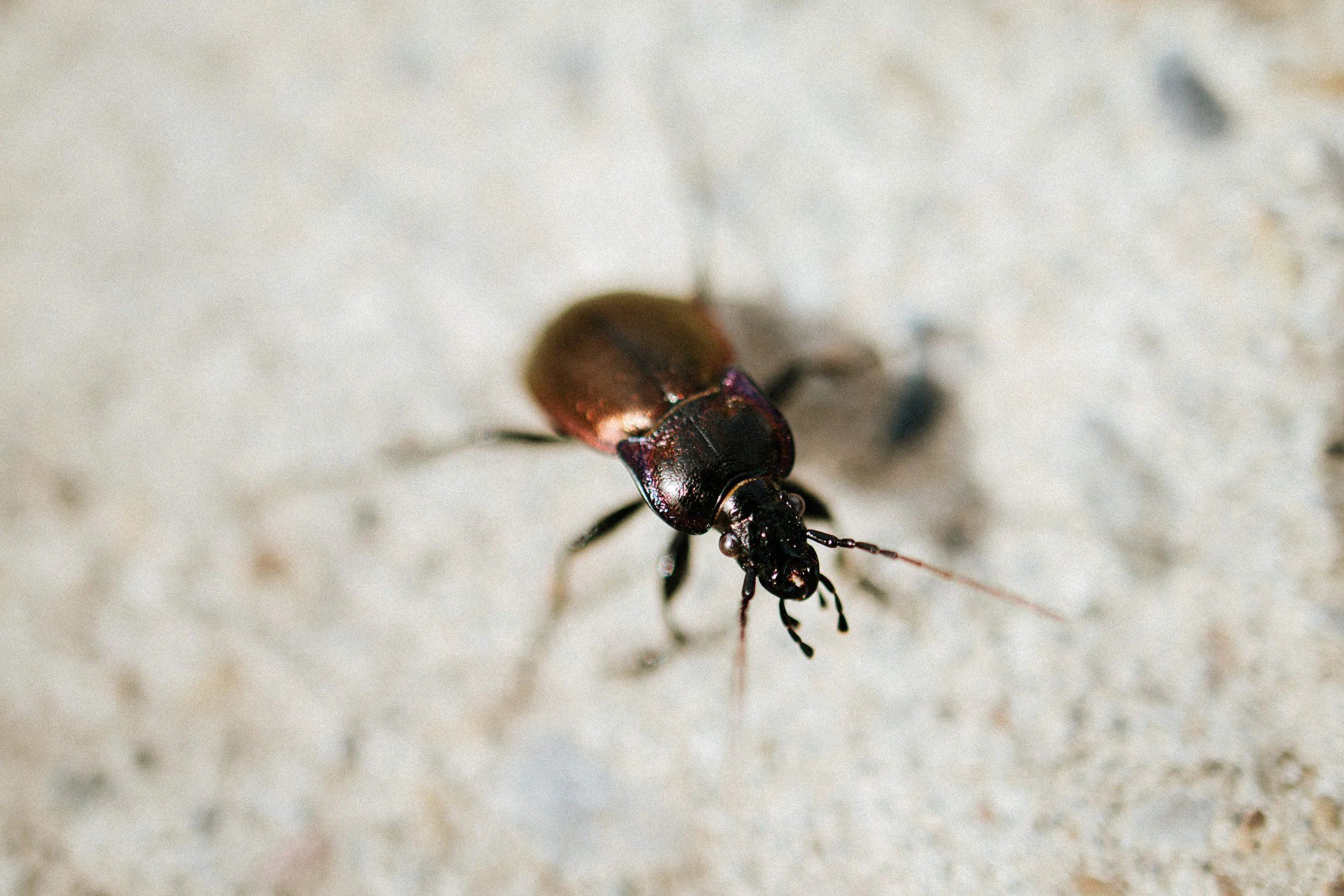 20260606_24mm_PrimeirasFotos-36.jpg