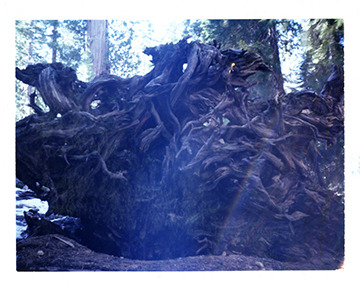 Redwood Roots