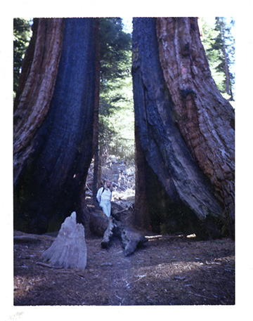 Under the Giant Redwoods