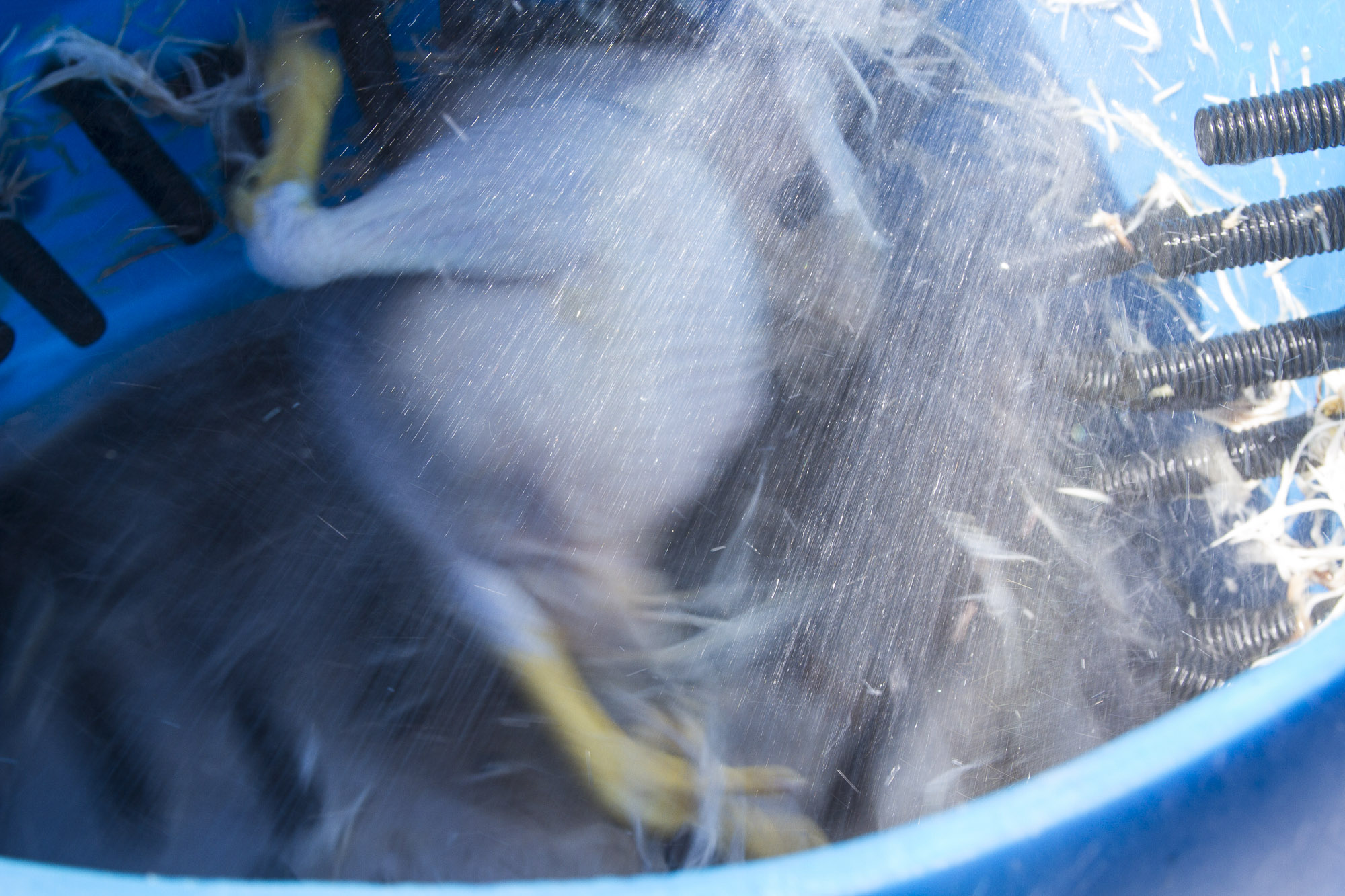  A bird in the de-featherer. This process happens in seconds. Those little rubber fingers do amazing things... 