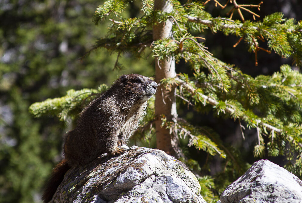 Our friend the marmot...