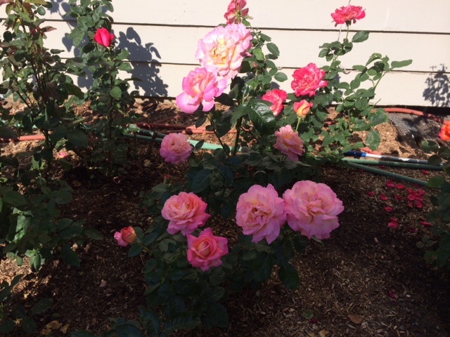 momflowers1.jpg