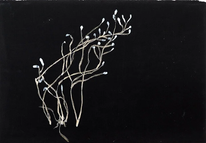  Katja von Ruville Naturstudie Moosgras 2020 Pigmente, Dispersionsbinder auf Papier / pigments, liant on paper 25 × 17 cm / 40 × 30 cm 350,– € (inkl. Rahmen / incl. frame)  Verkauf:  vonruville@grassgruen.info  