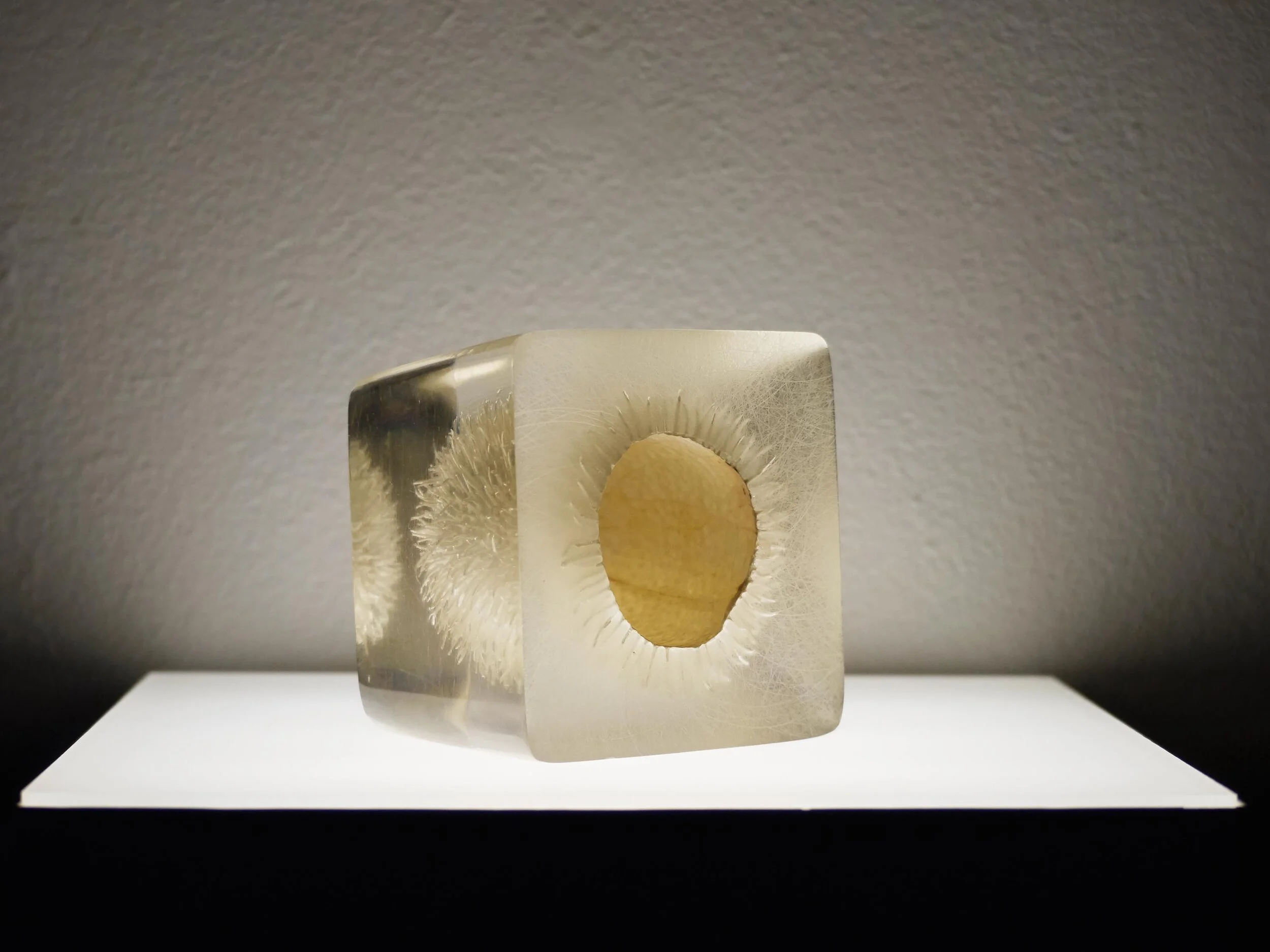  Katja von Ruville igelgurke 2008 7 × 7 × 7 cm Echinocystis lobata, Gießharz | Echinocystis lobata, raisin 350,– € (ohne Leuchtsockel | without lightbox)  Verkauf:  vonruville@grassgruen.info  