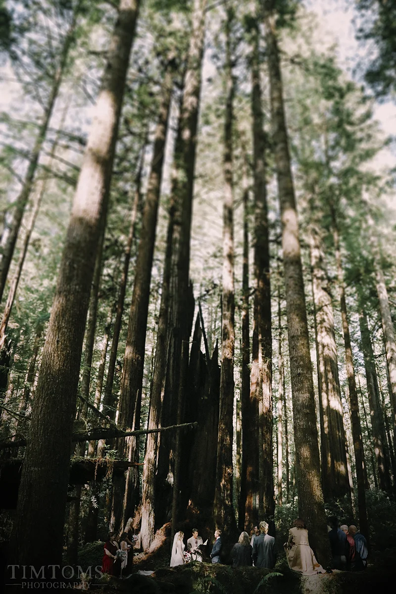 Pacific Northwest Oregon Coast Redwoods Wedding Photographer