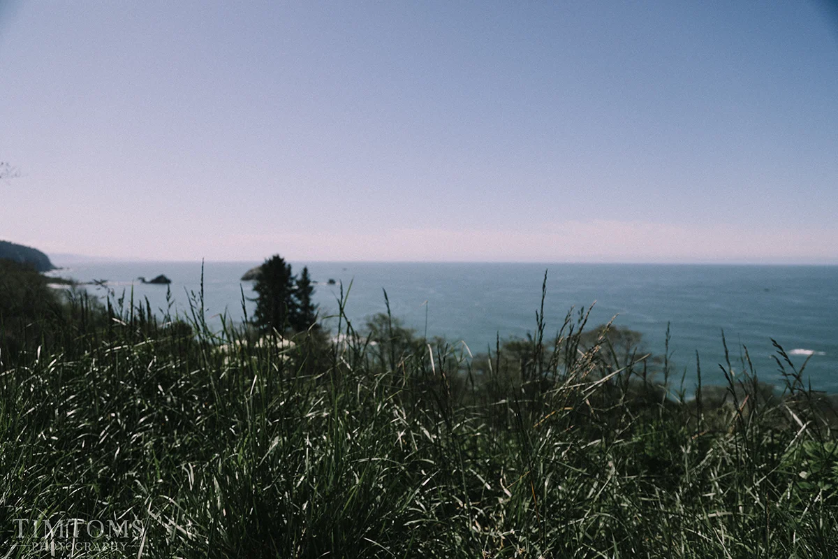 Northern California Coast Redwoods Wedding Photographer