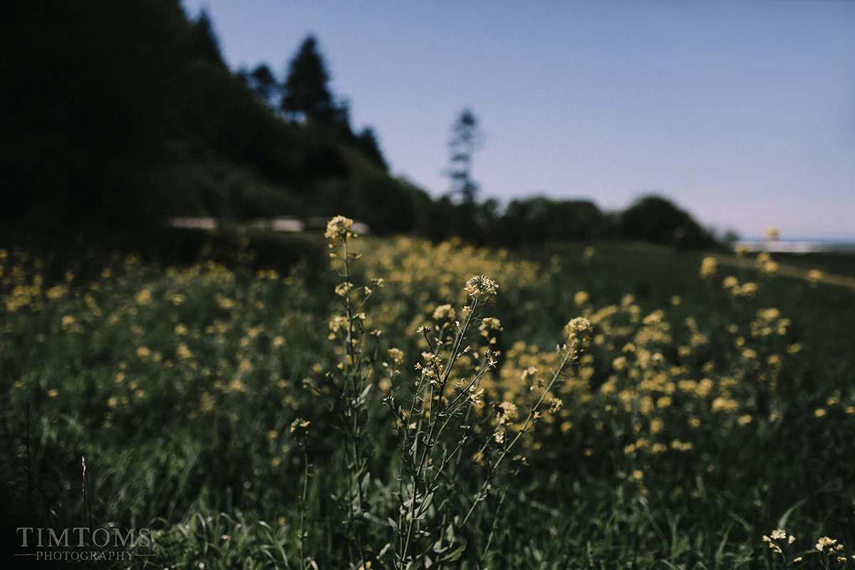 Pacific Northwest Oregon Coast Redwoods Wedding Photographer