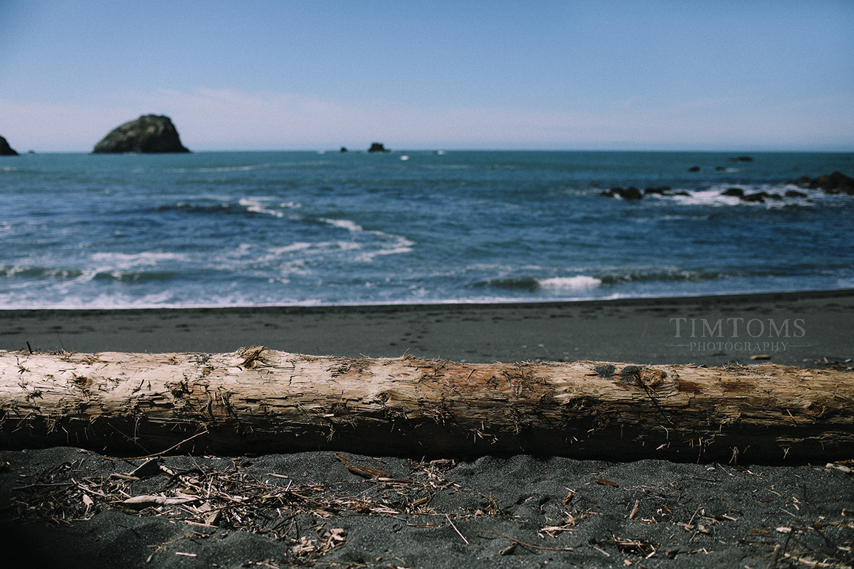  Pacific Northwest Oregon Coast Redwoods Wedding Photographer 