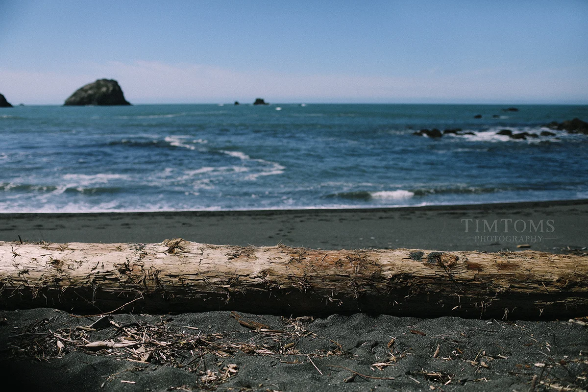 Pacific Northwest Oregon Coast Redwoods Wedding Photographer