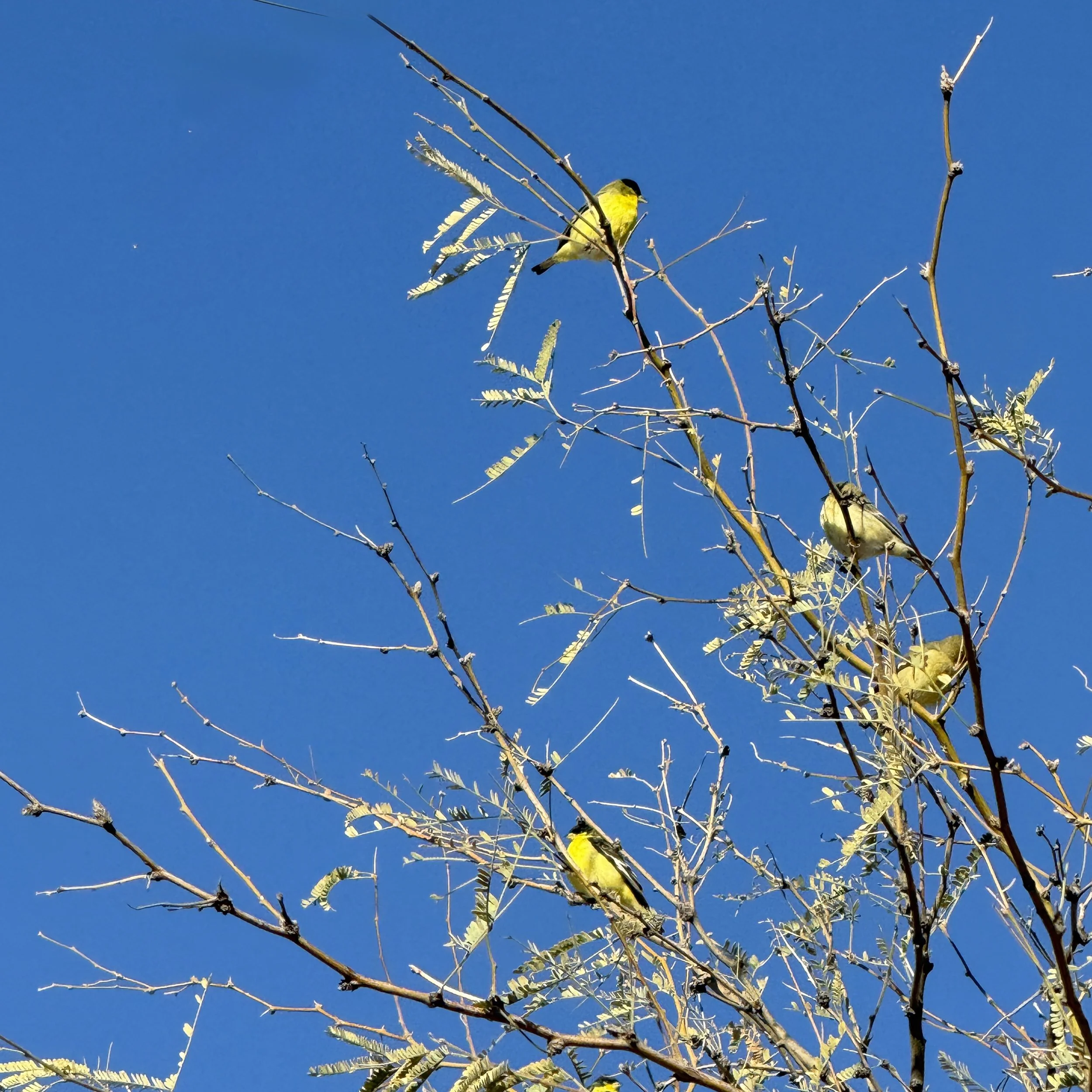 Mother's Market at the Agave Pantry studio