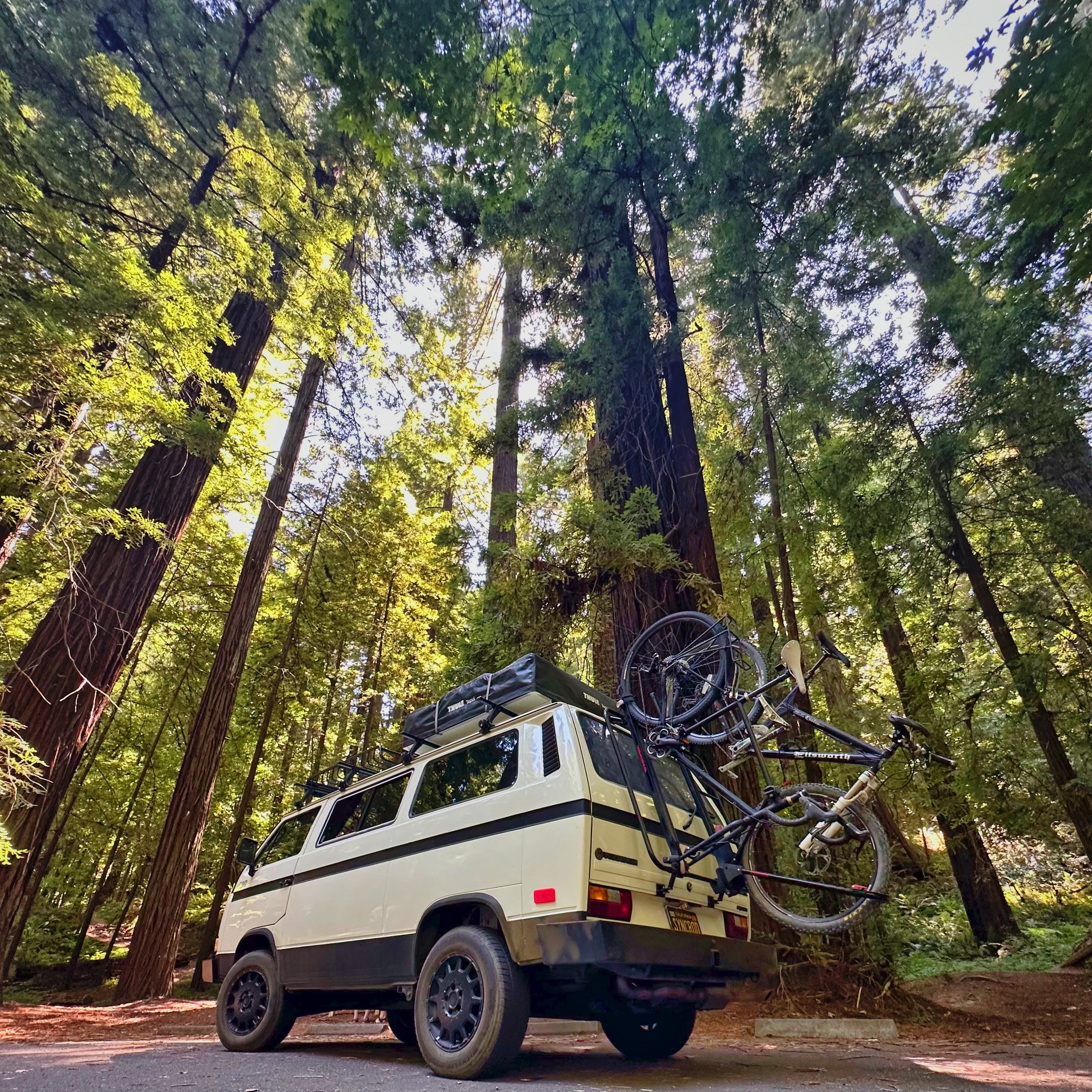 syncro-0-redwoods3.jpeg