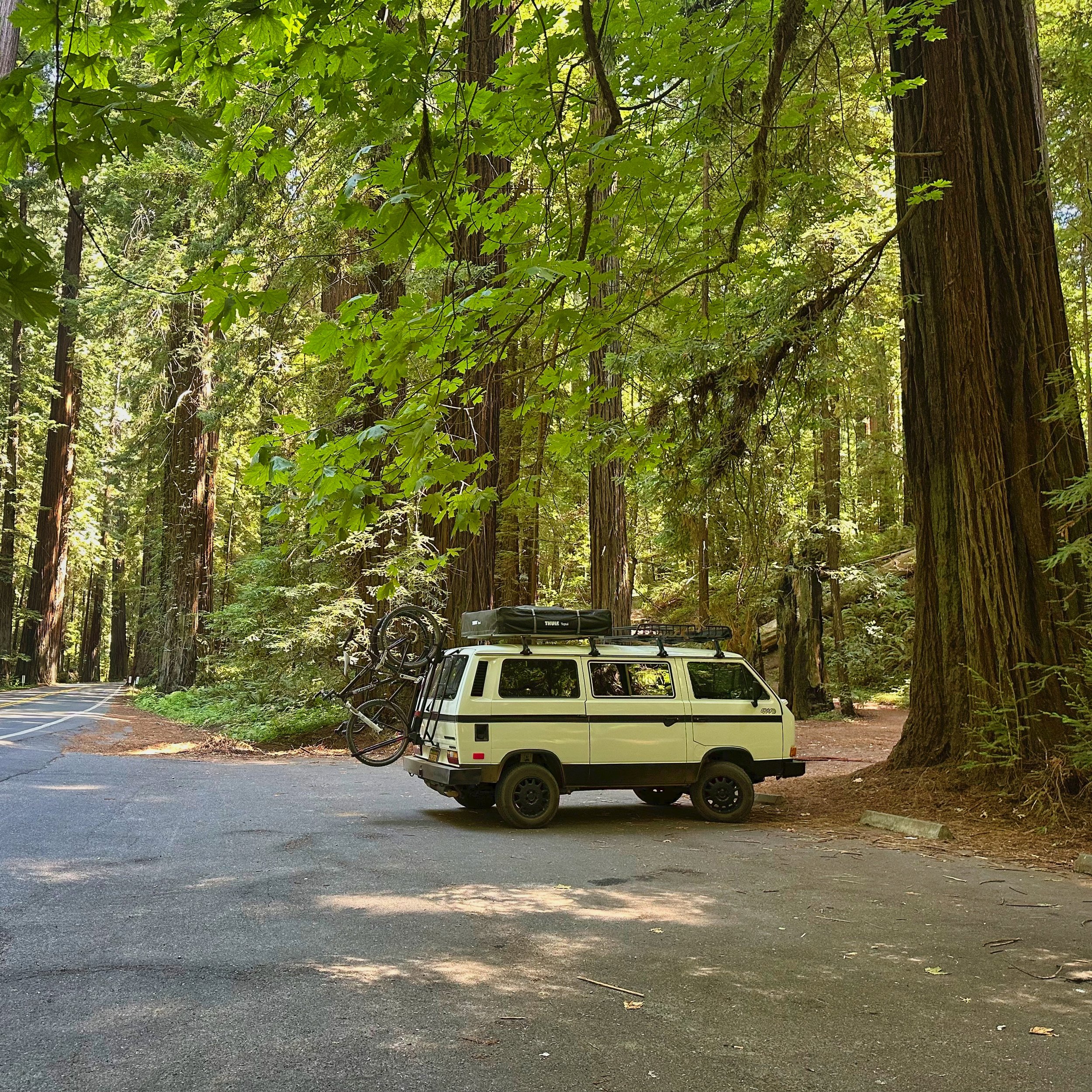 syncro-0-redwoods1.jpeg