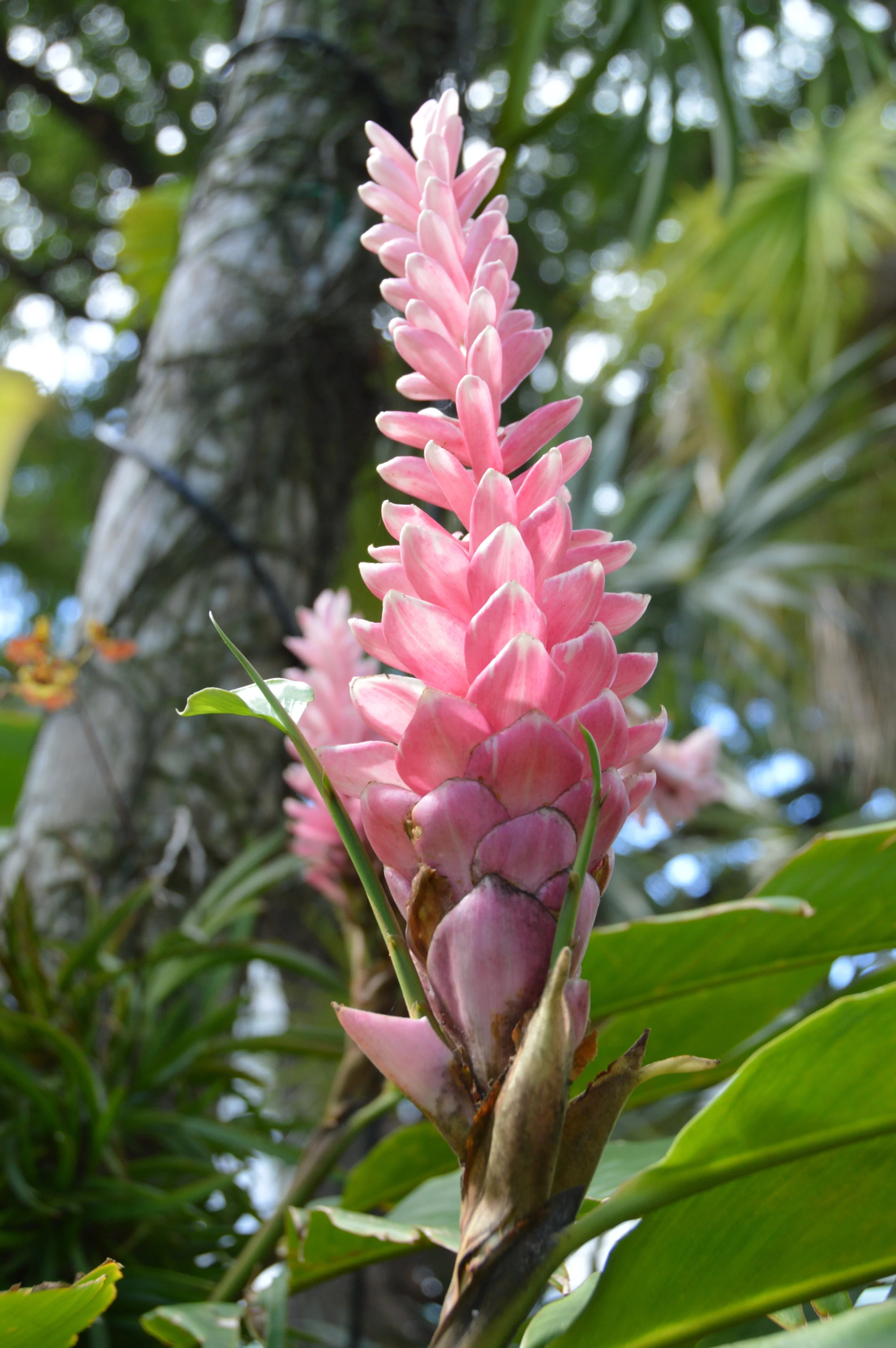 DSC_0136.JPG