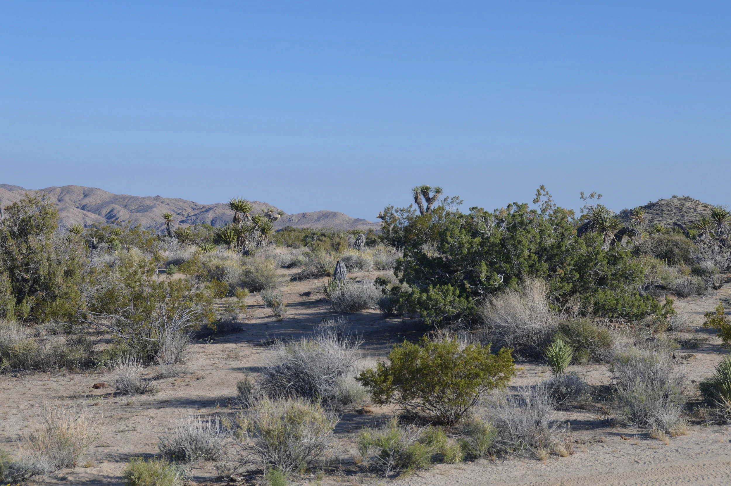 Joshua Tree -529.JPG