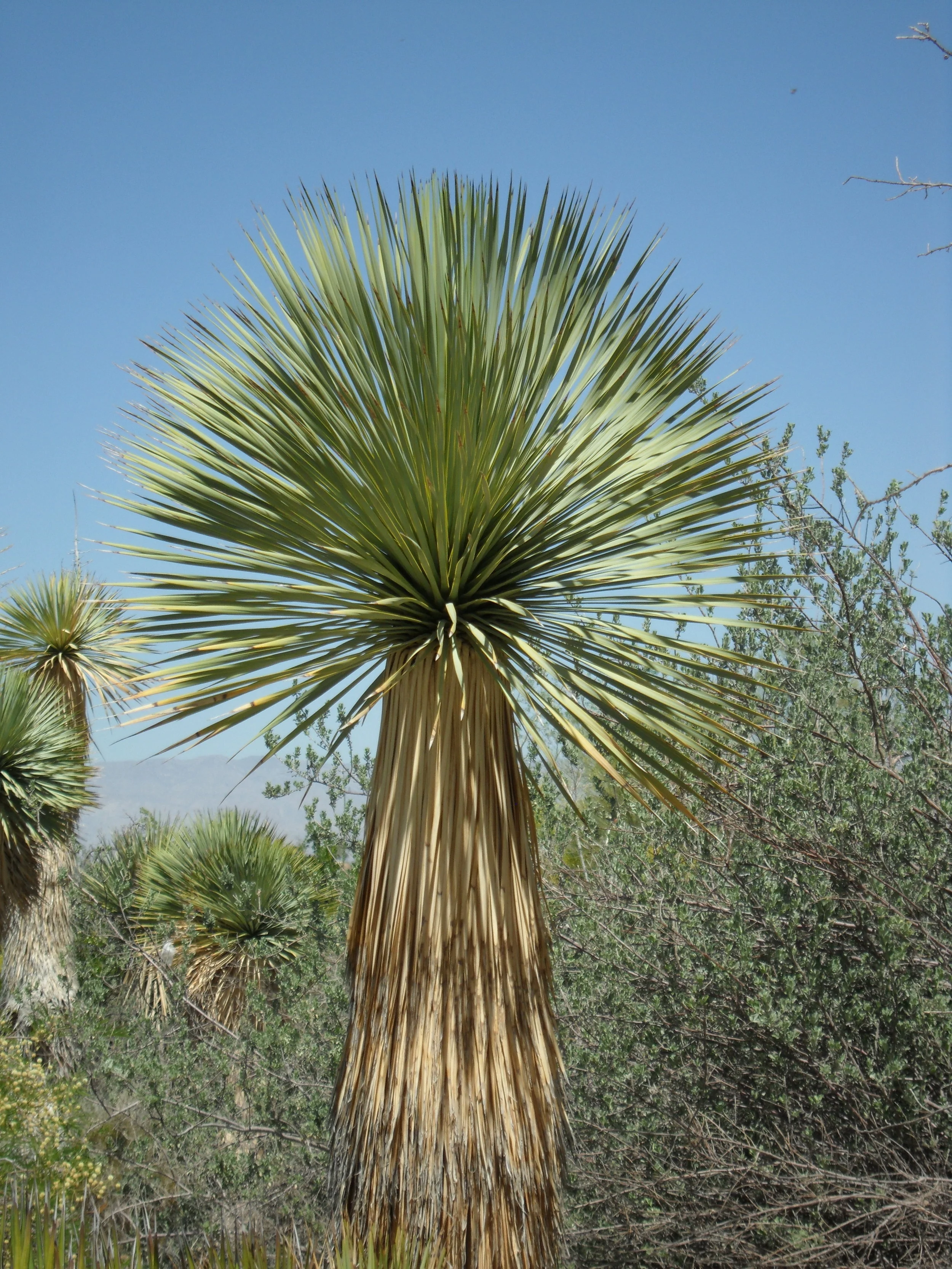 The Living Desert - 1789.JPG