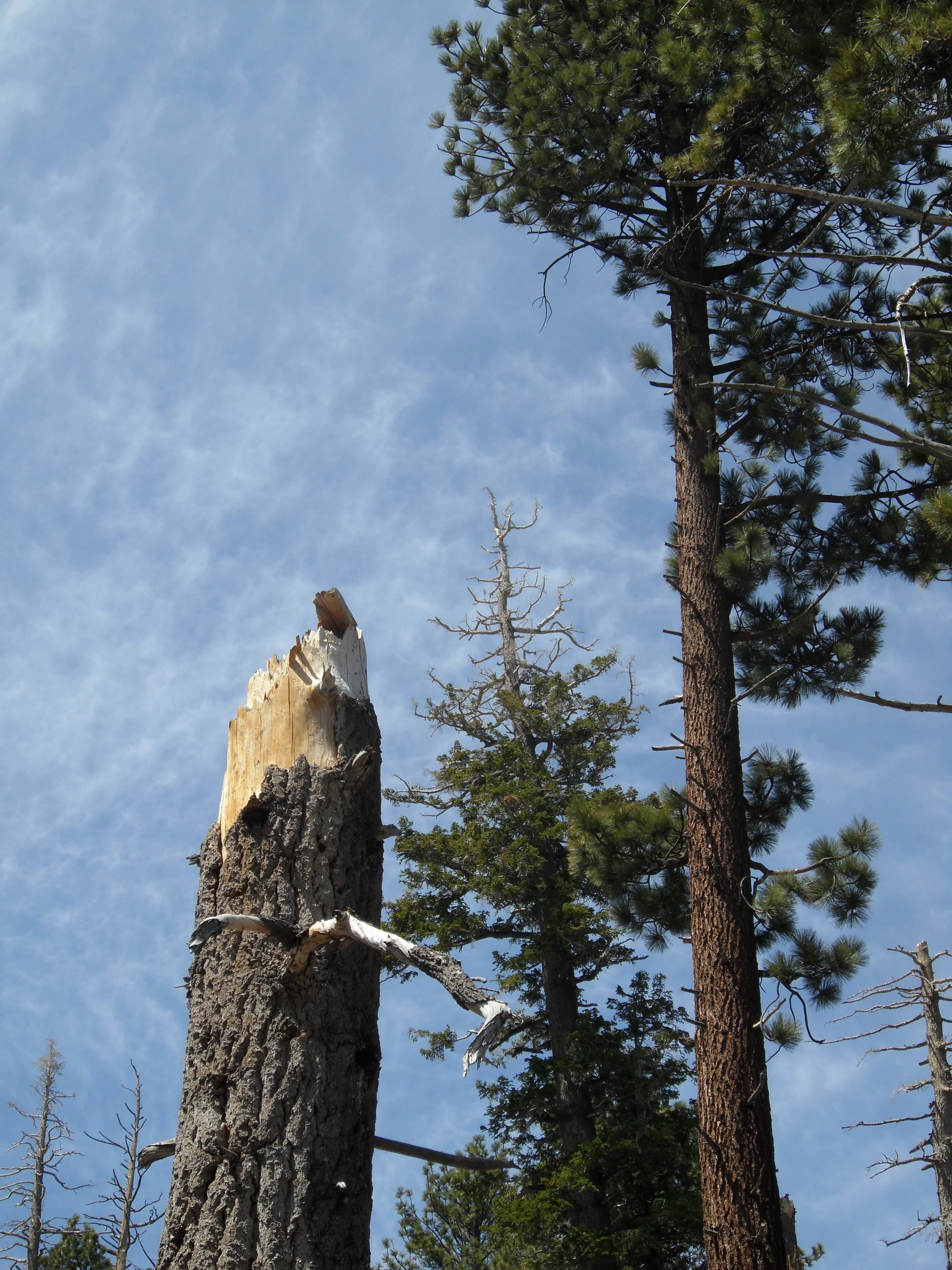 Mt San Jacinto 2.JPG