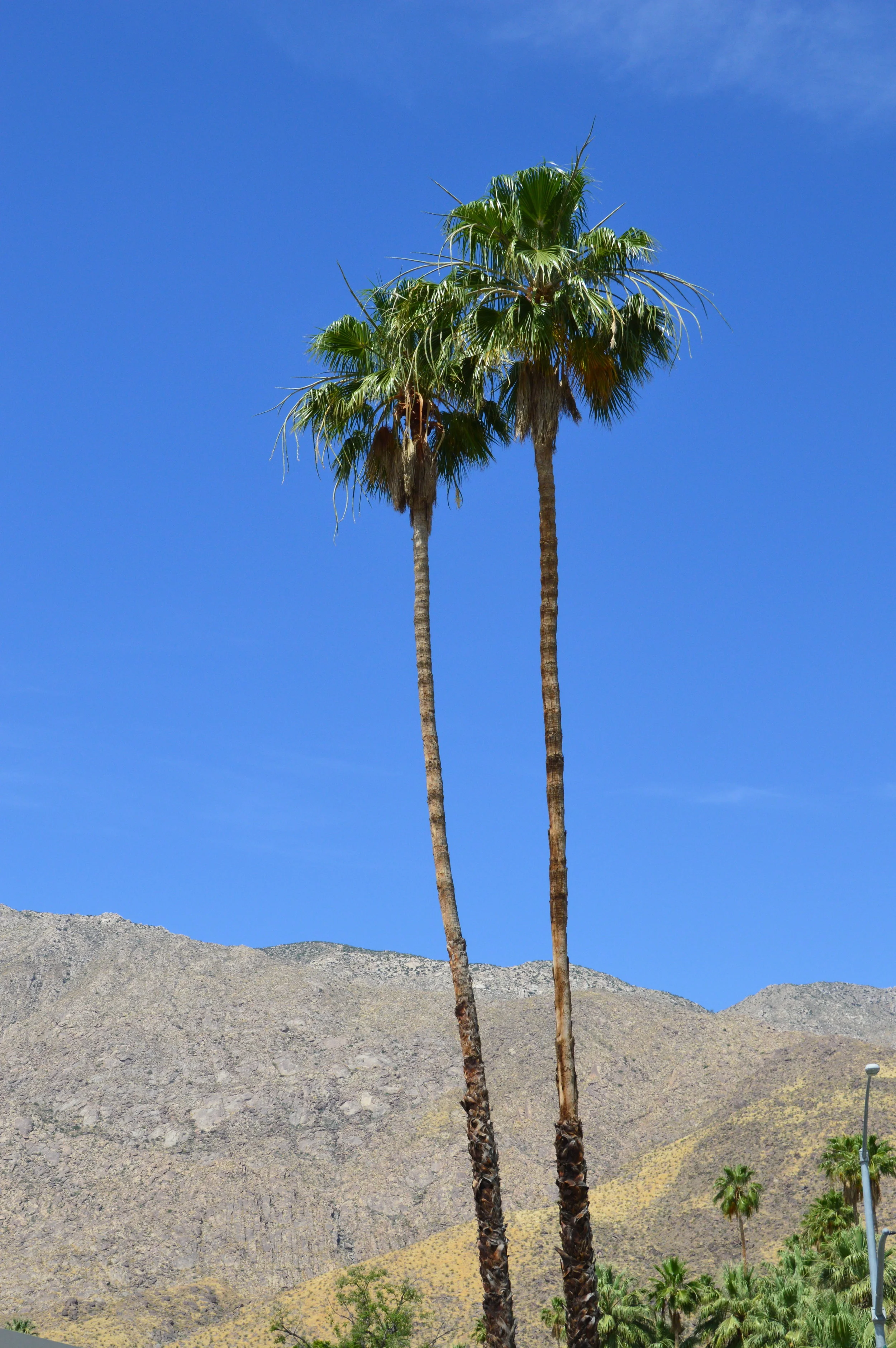 Palm Springs - 181 copy.JPG