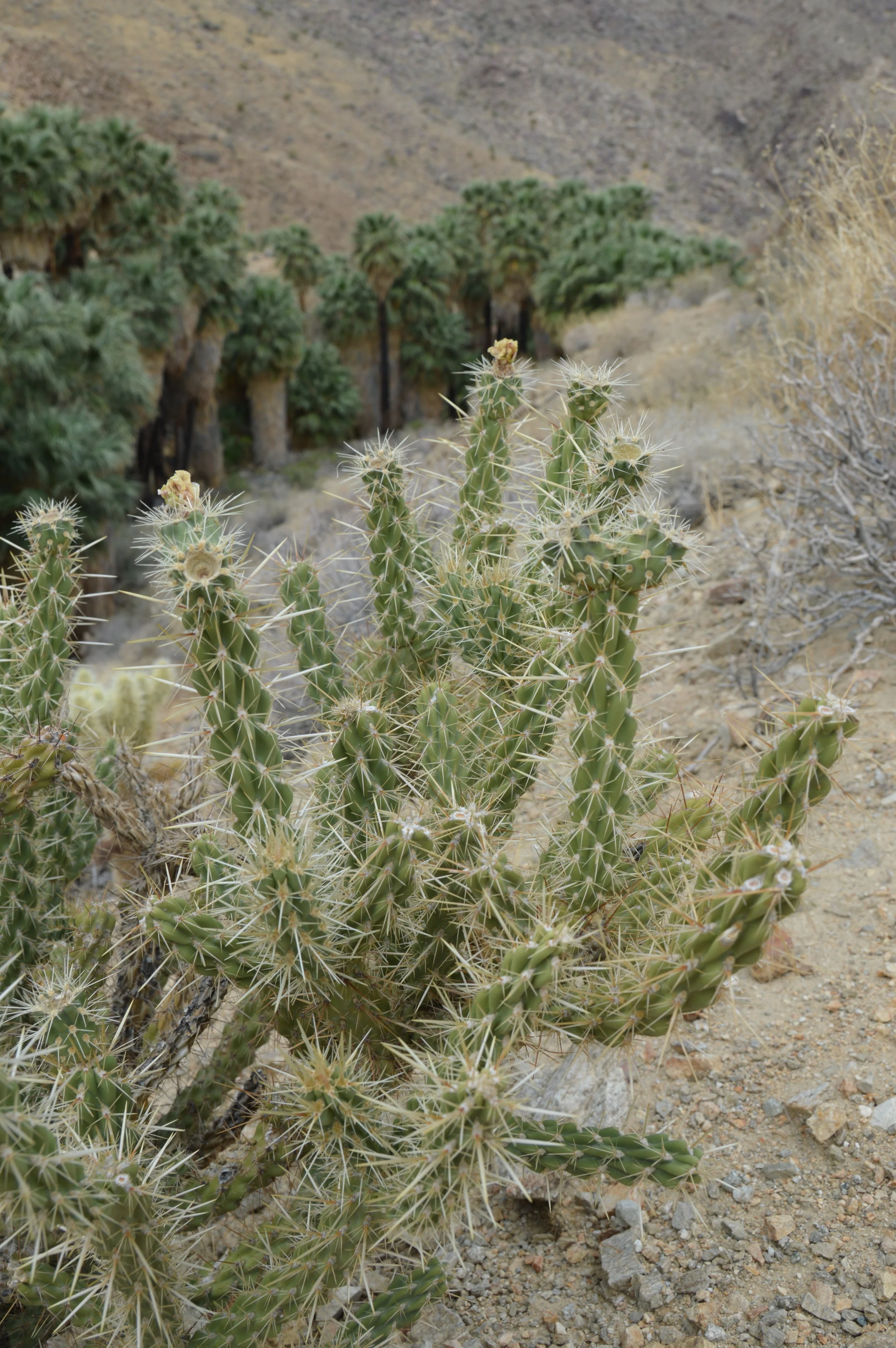 DSC_0831.JPG