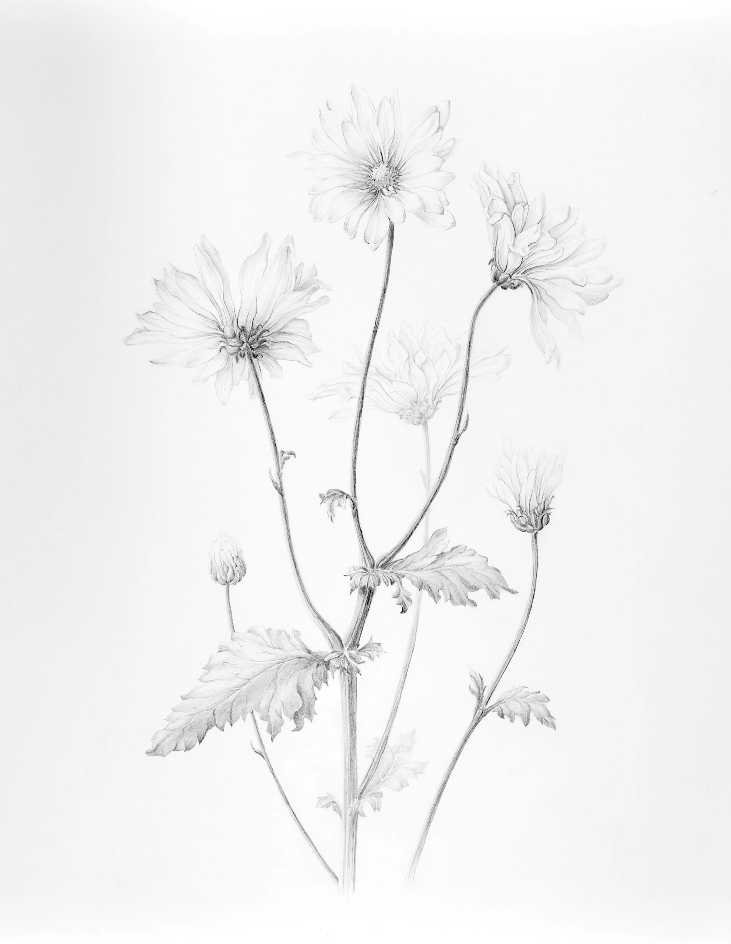 Drawing III DaisyJPG.JPG
