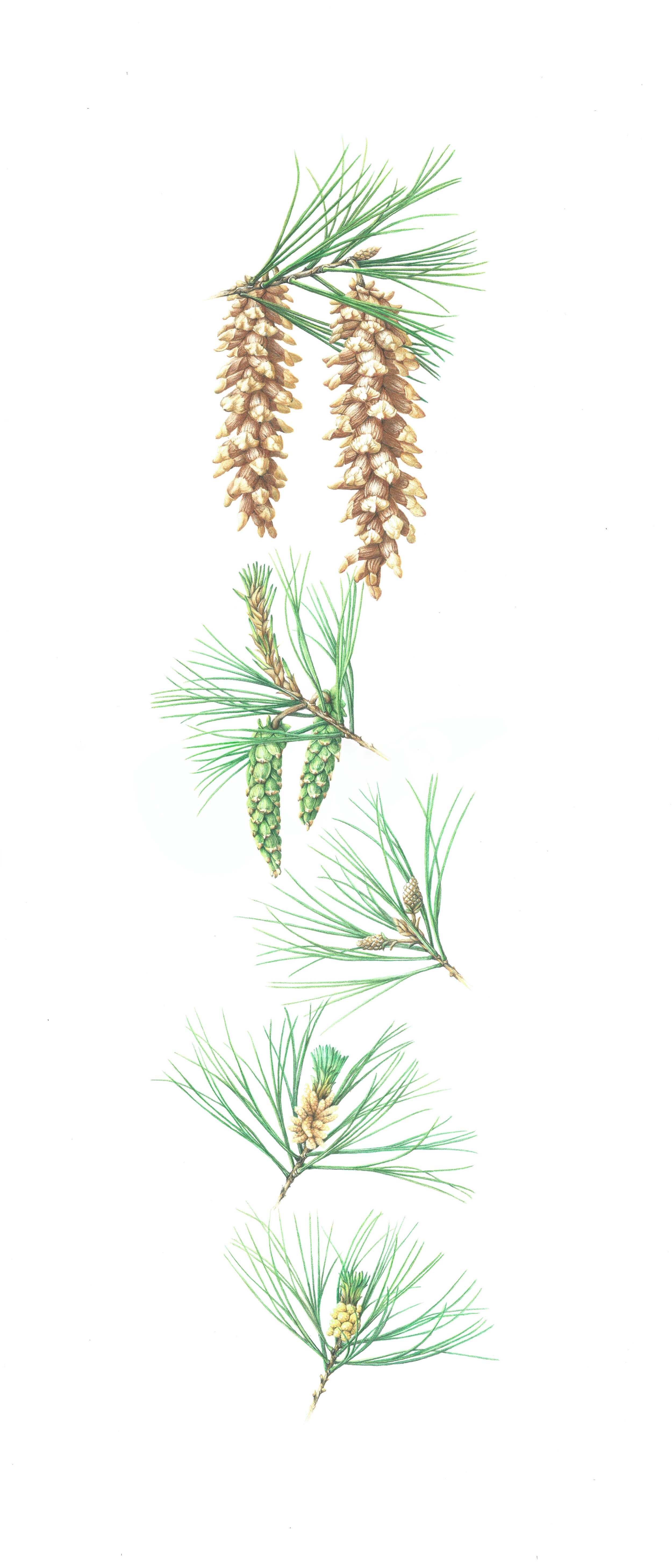 3 Strobili copy.jpeg