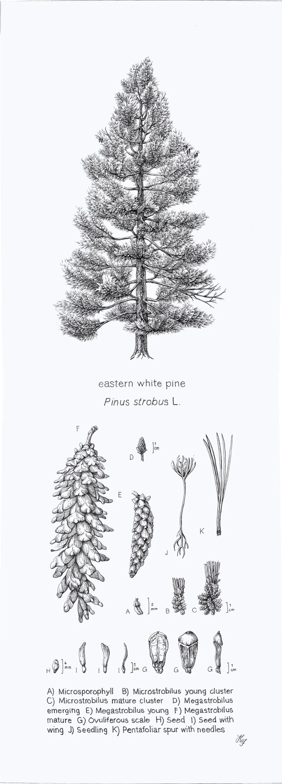 Stiched Pinus strobus L.jpeg