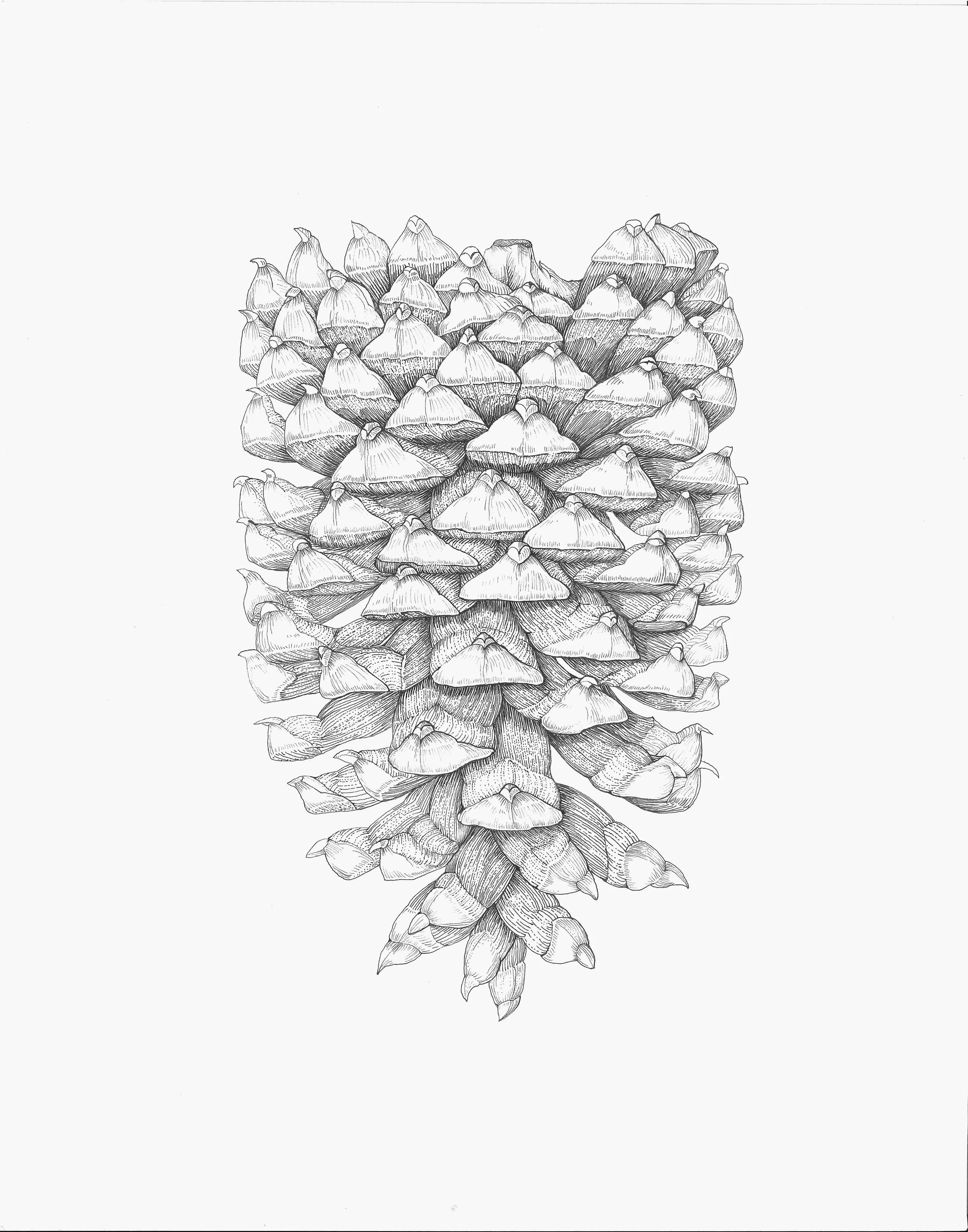 Fasano Pinus Coulteri seed cone Ink.JPG