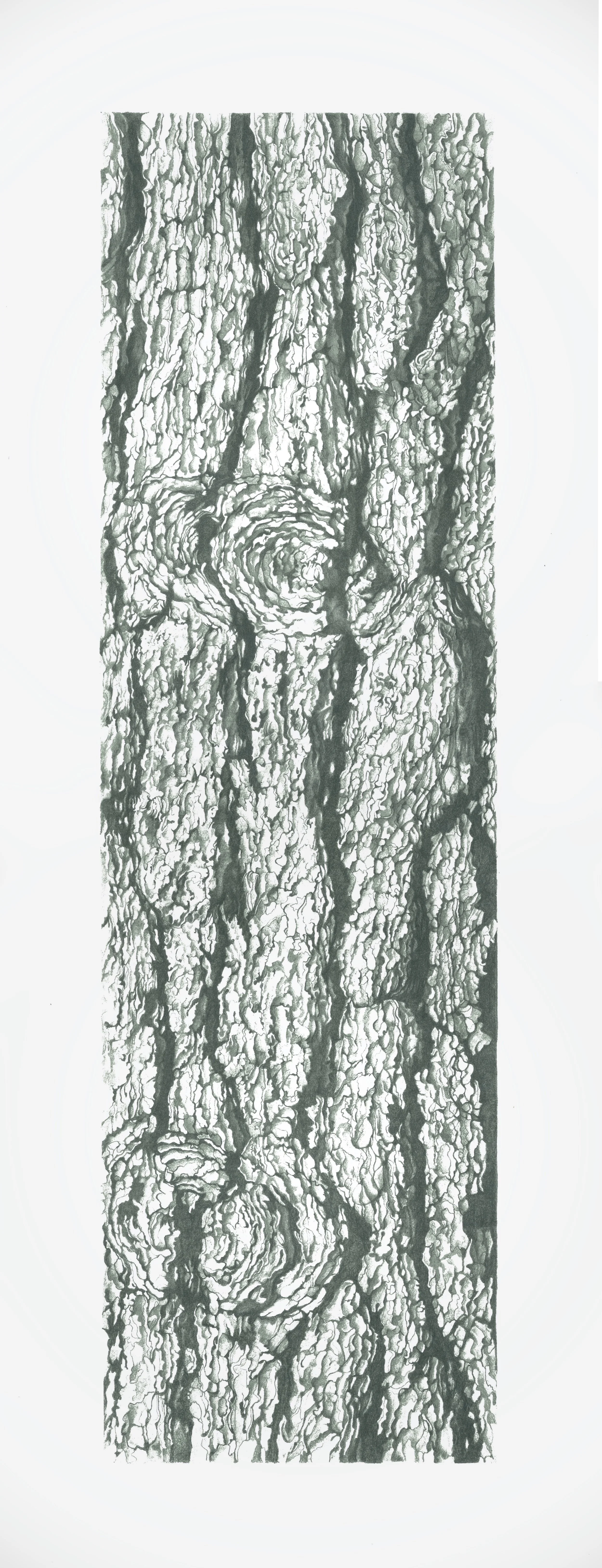 Fasano Pinus strobus L Bark Graphite.jpeg