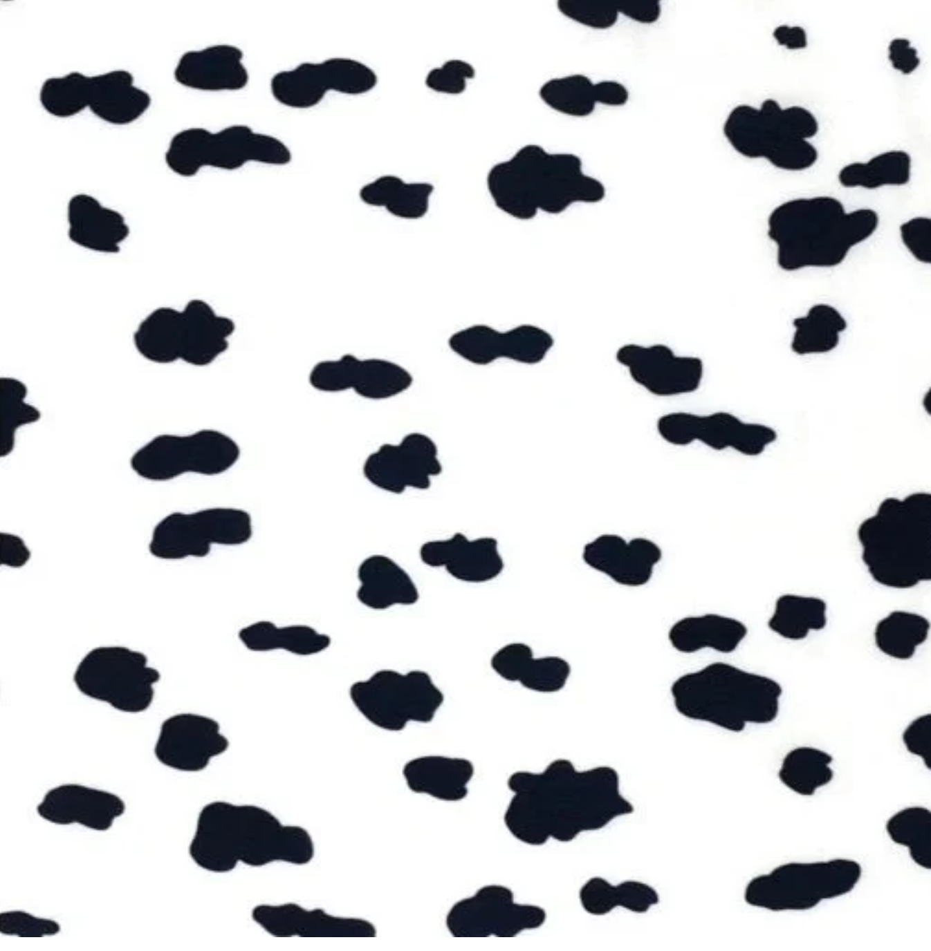dalmatian 