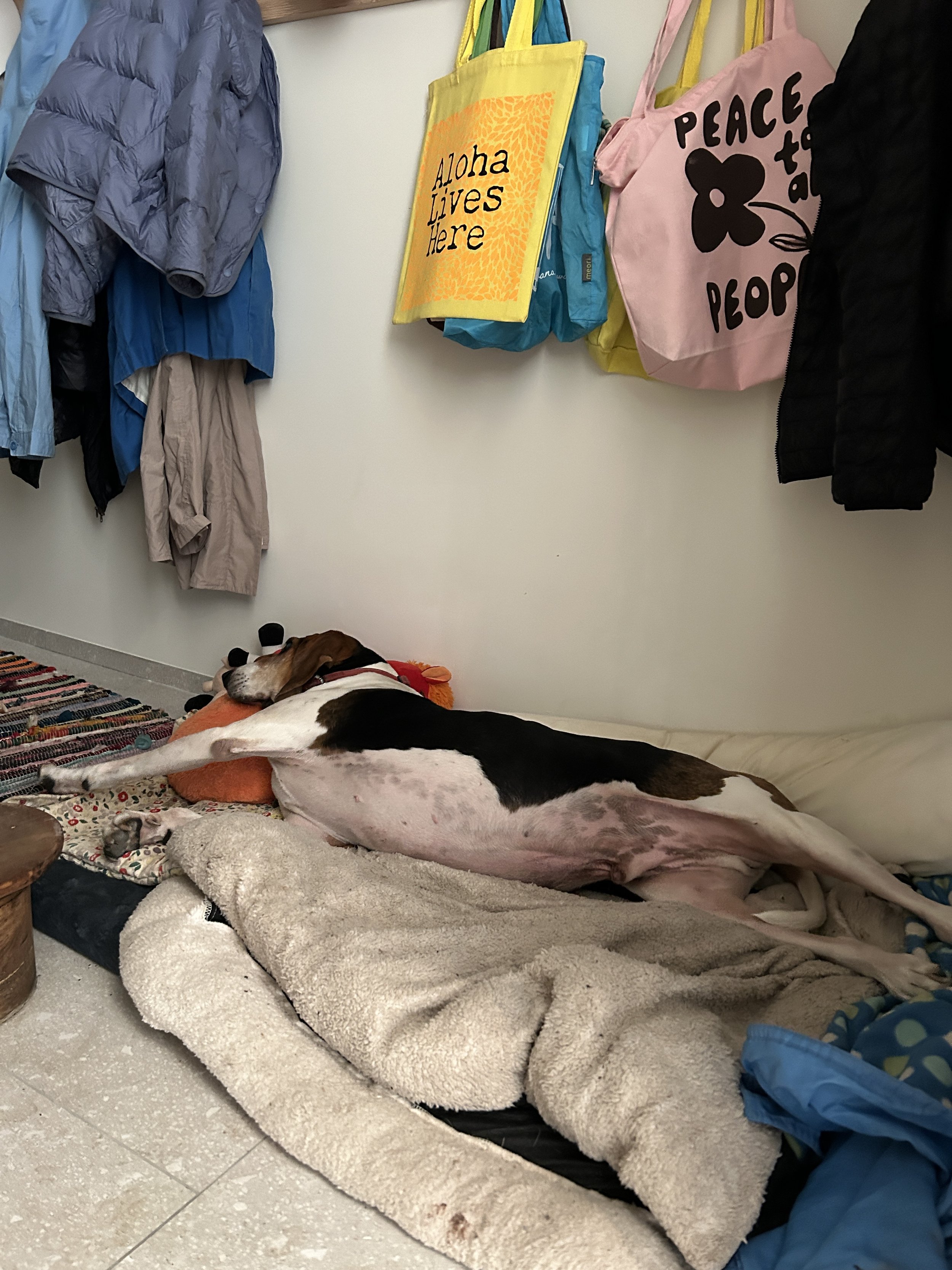  Oliver found a good resting spot. The trip was hard on this old hound. 