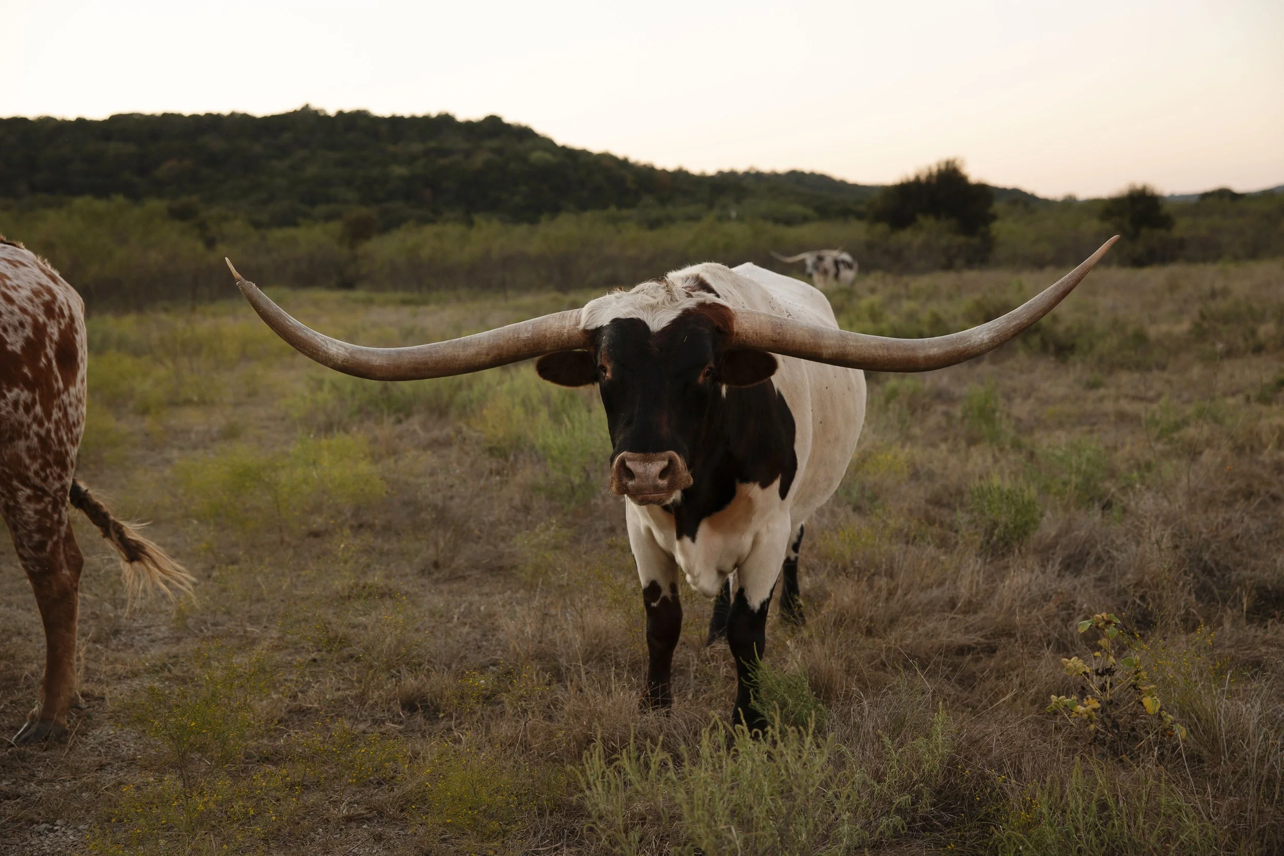 wildcatter-longhorn-feeding (10).jpg