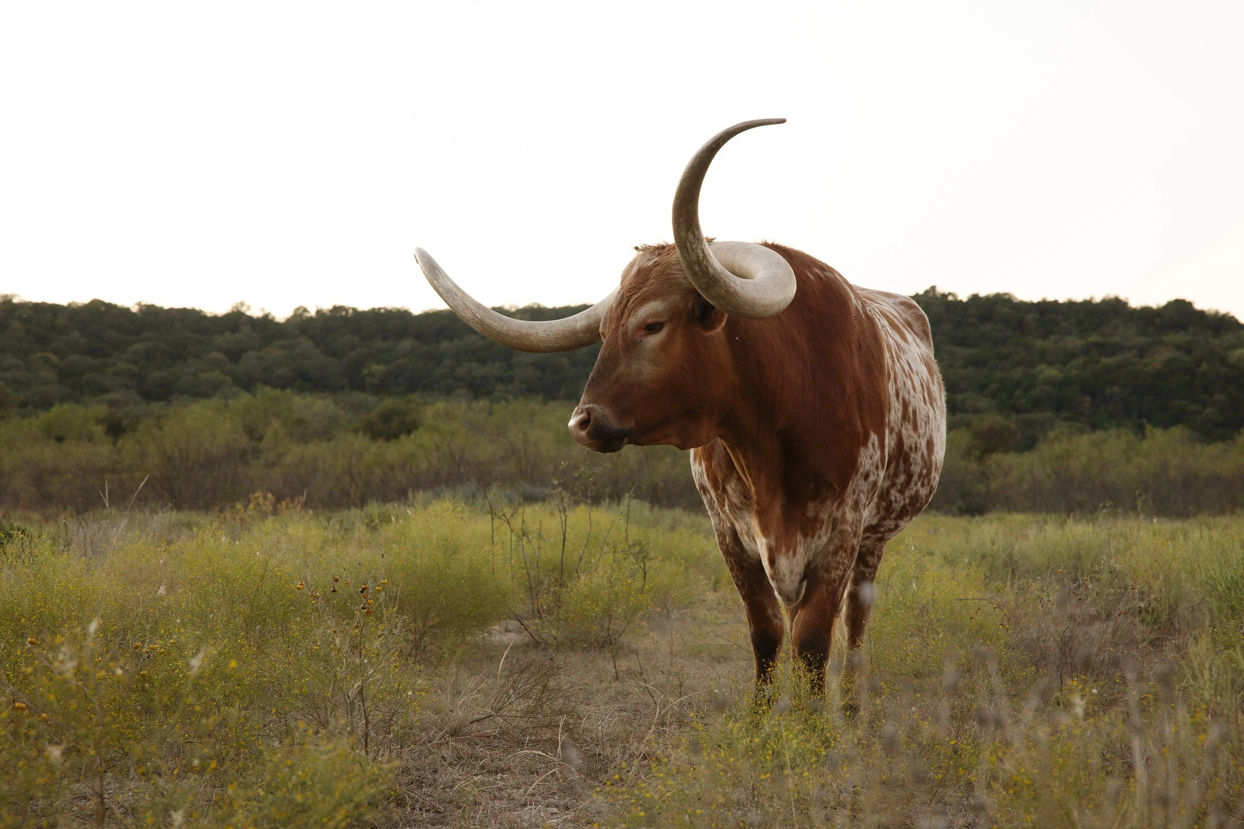 wildcatter-longhorn-feeding (7).jpg