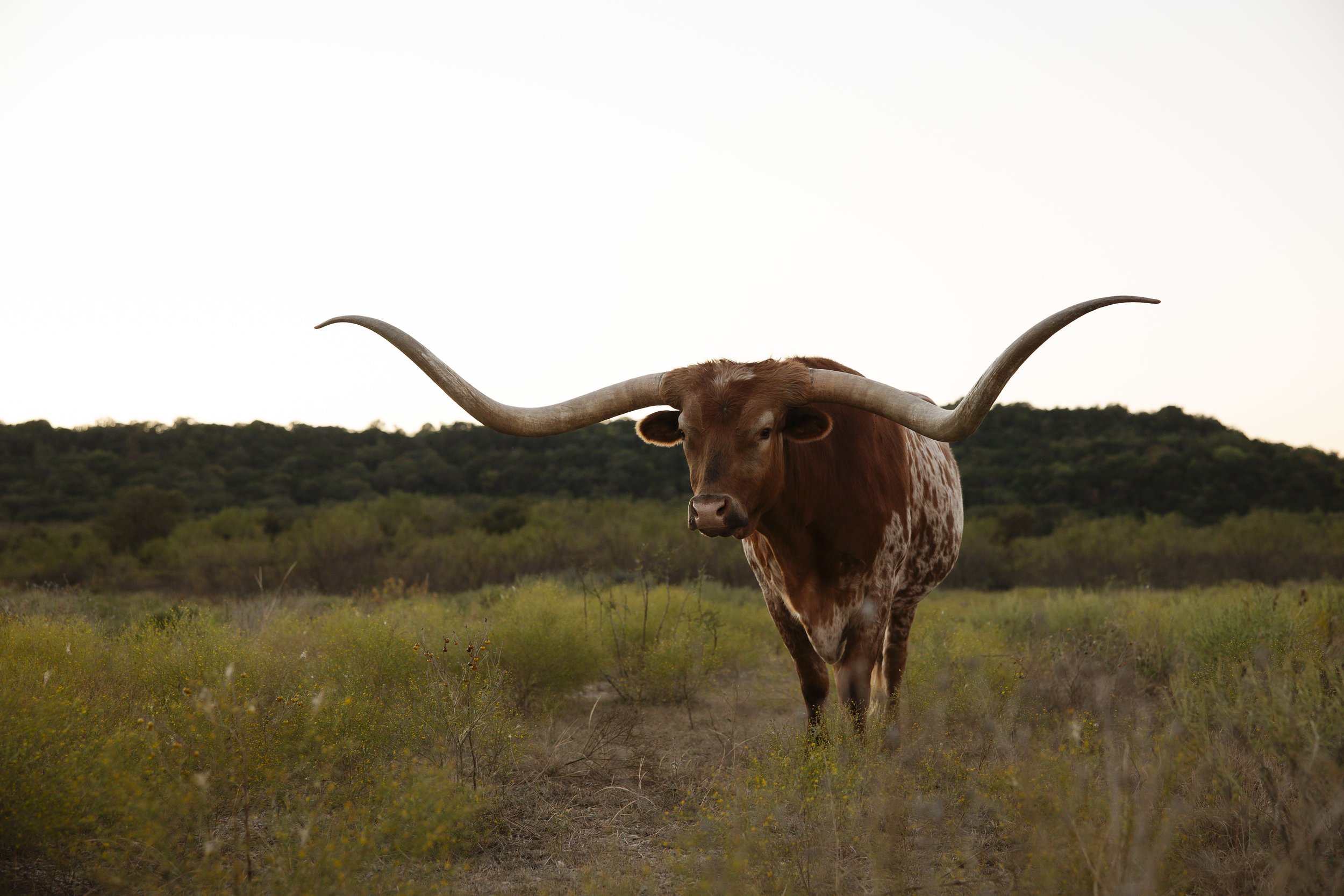 wildcatter-longhorn-feeding (9).jpg