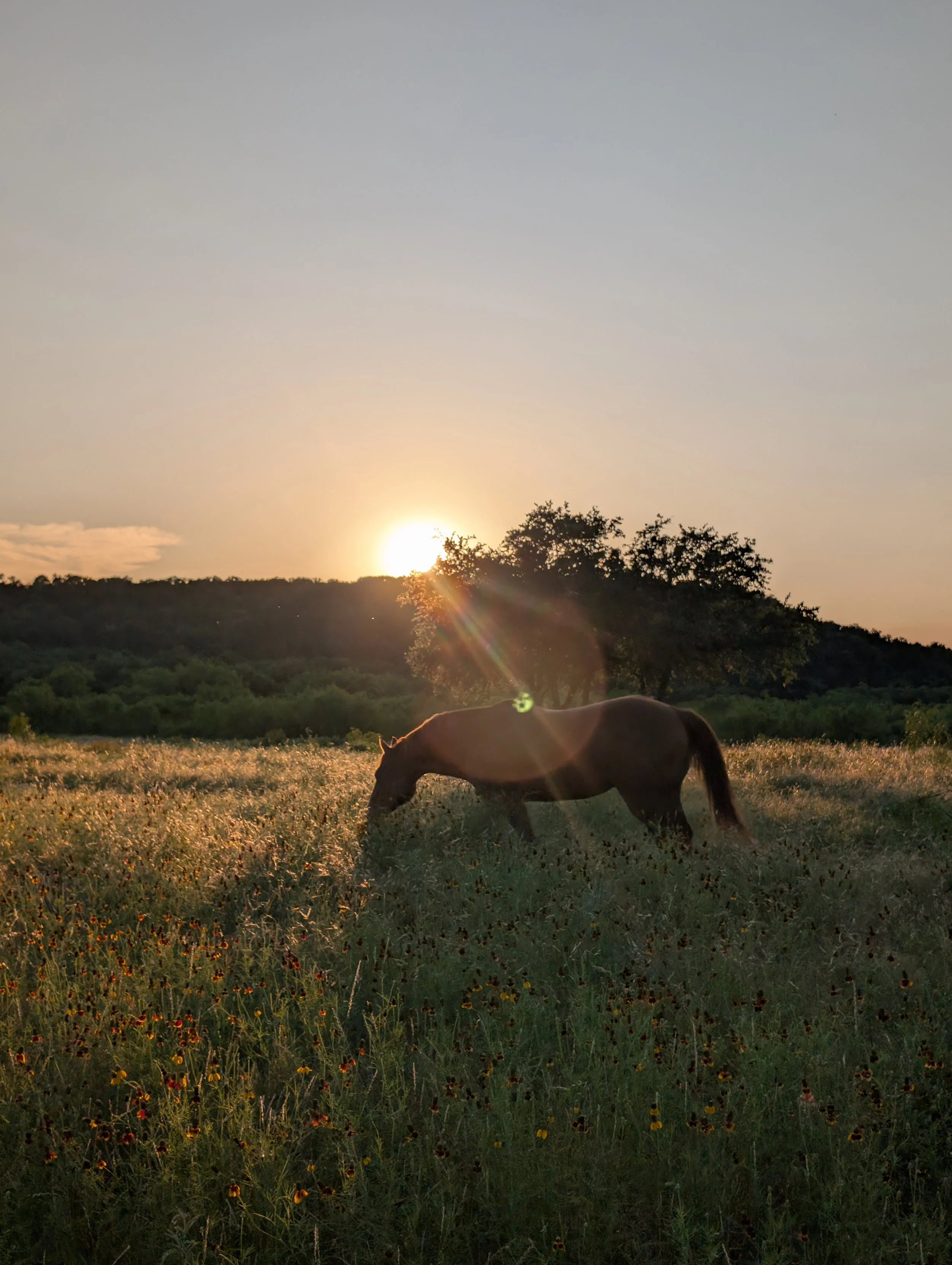 Jewel is a retired quarter horse related to the famous colonel freckles. She's eating grass in her retirement at Wildcatter Ranch where guests can see her and pet her.