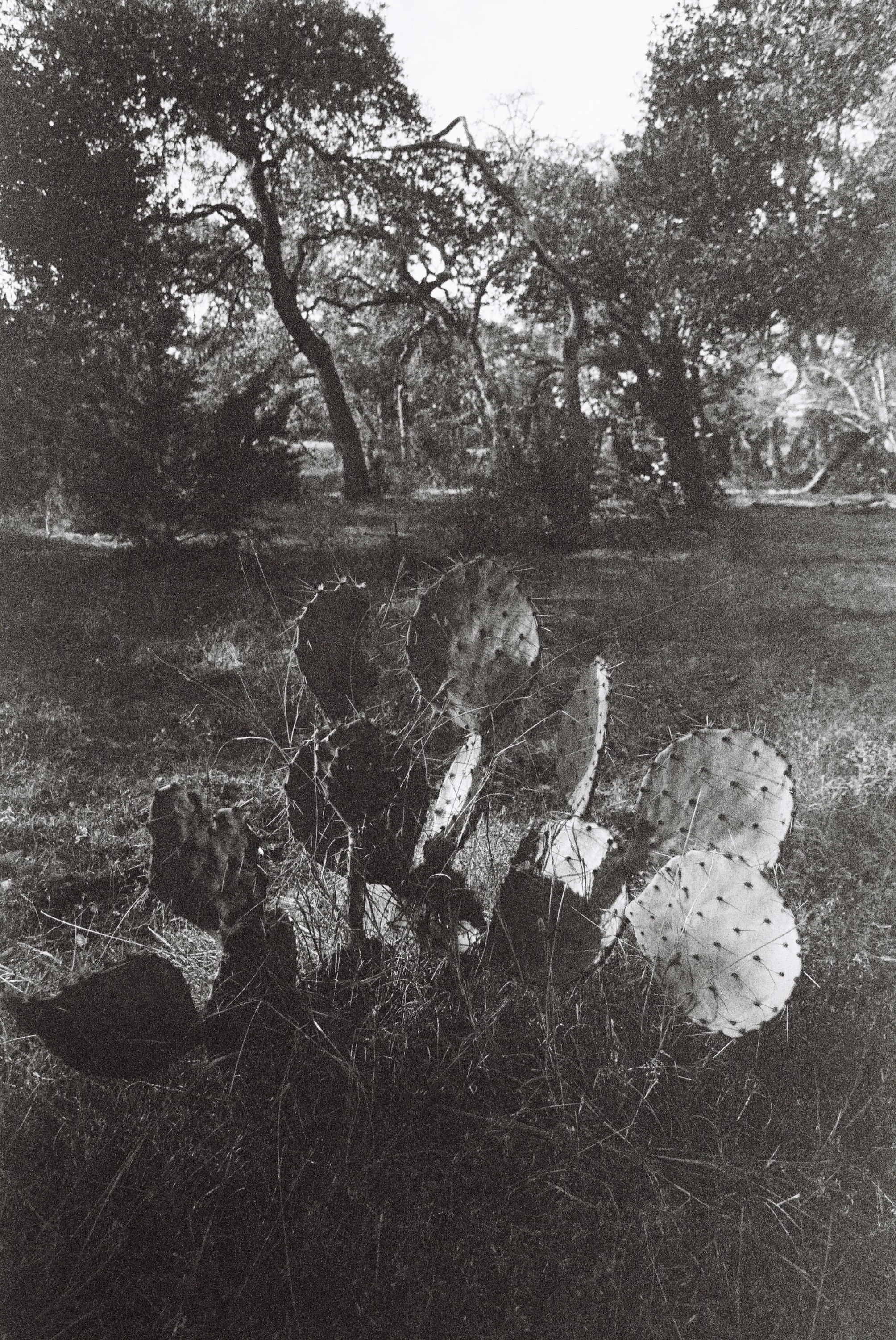 JLY_January_16_2026_CinestillXX_BW-016 (1).jpg