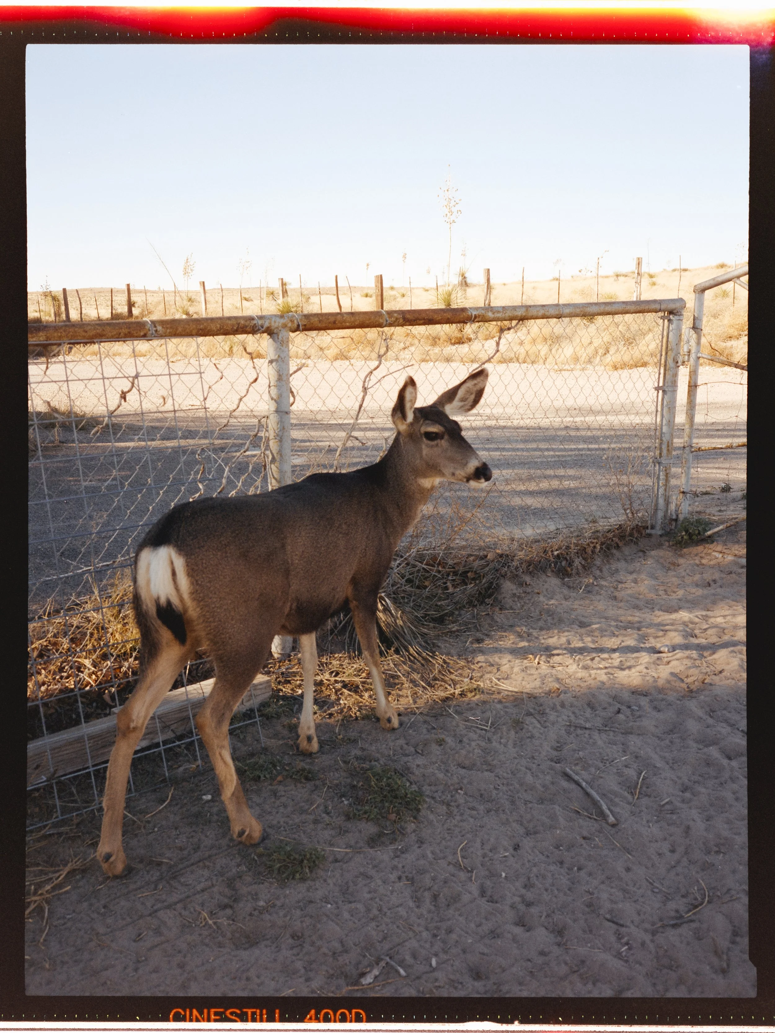 JLY_WinterDiary_Marfa_Cine400_Roll3_120mm--15.jpg