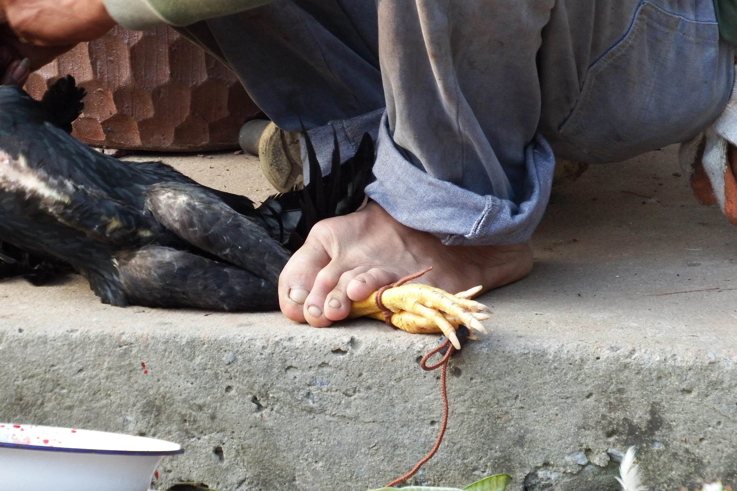 Witnessing Dinner Die- Thai Style