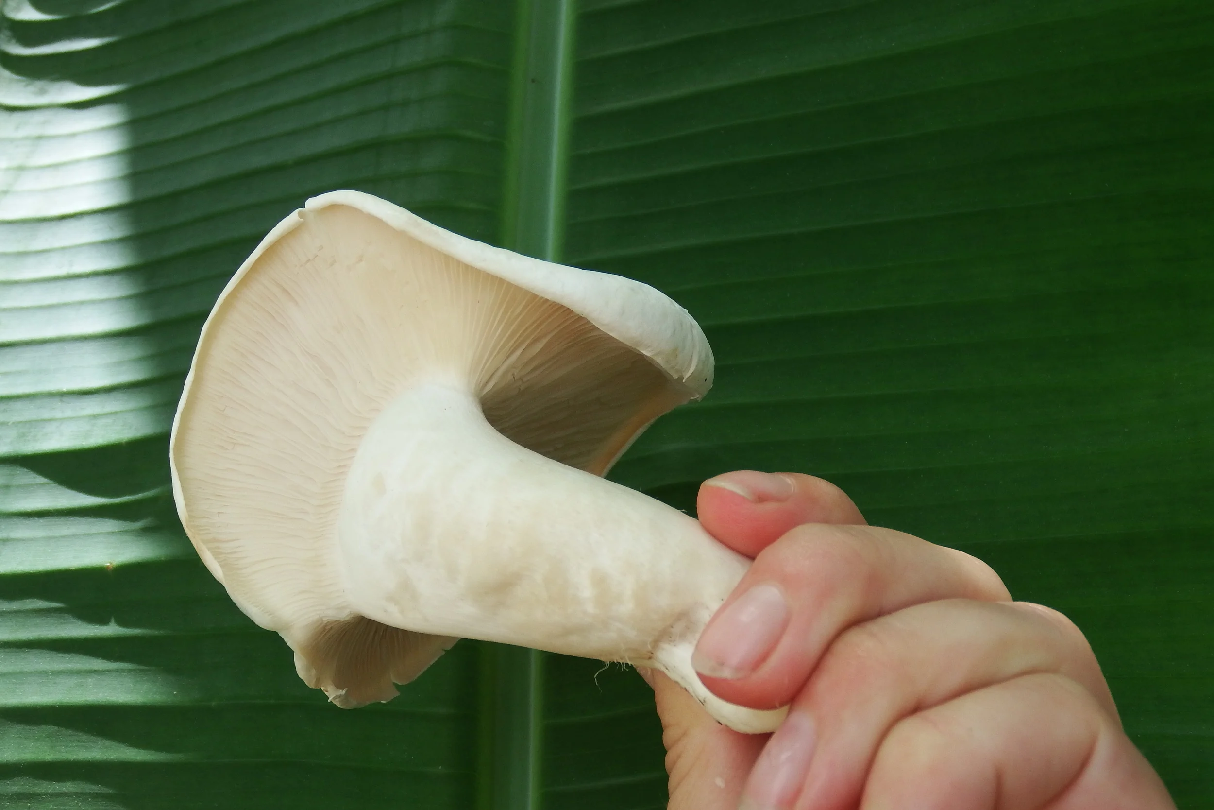 Manifesting Mushrooms with Colonel Packdee 