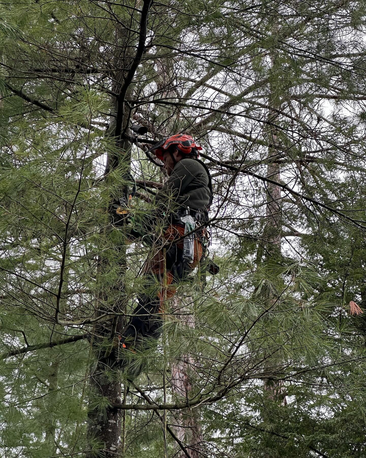 Twilight magic in the woods! 🌲✨ Our arborist hanging from this majestic white pine, installing downlighting to softly guide your steps along the natural granite pathway. Nature&rsquo;s beauty, gently illuminated. #NatureLight #ArboristAdventures #Tw
