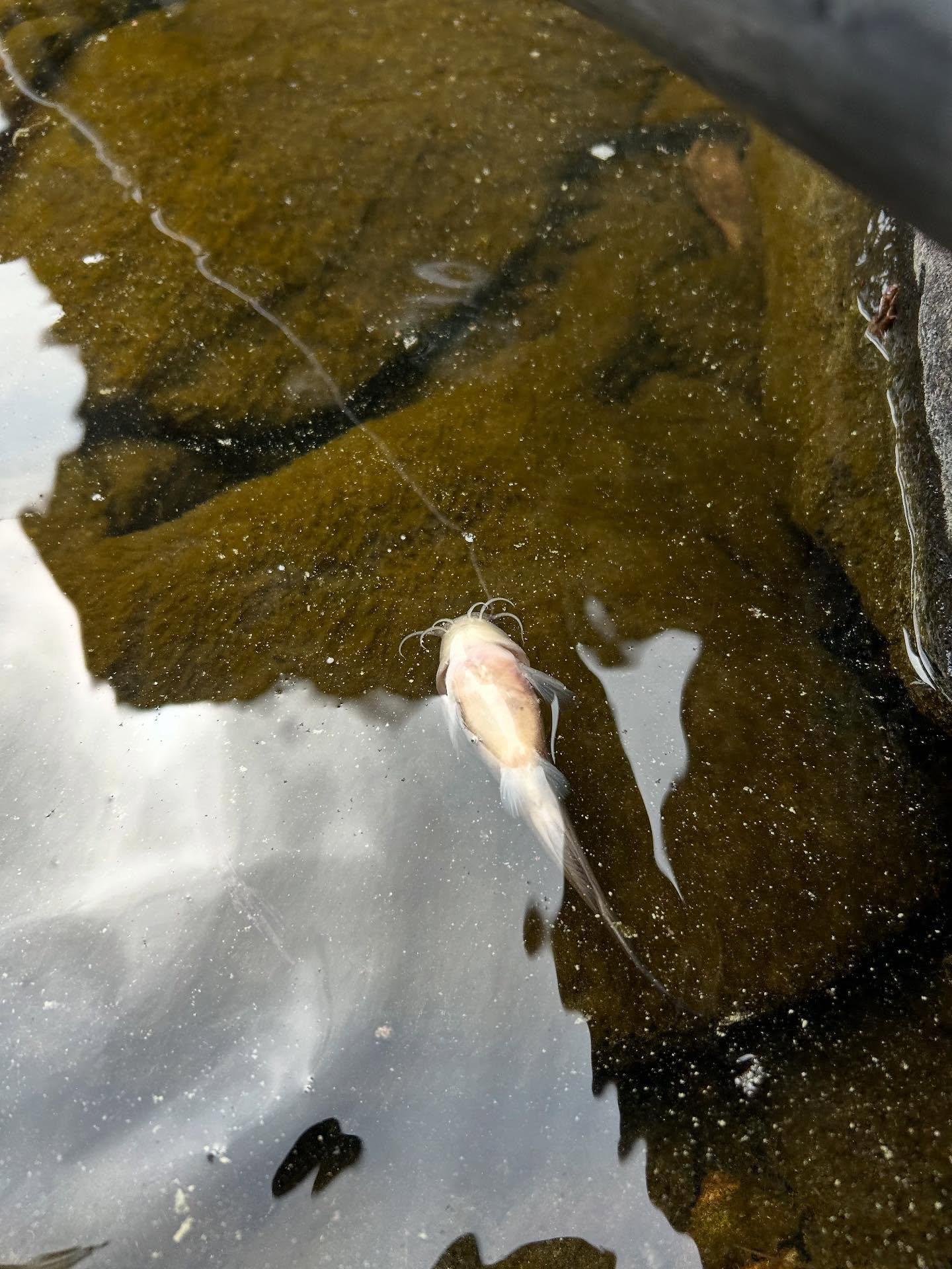 Sometimes the job throws you curveballs. Other times&hellip; catfish. 🐟💦

Kicked off a spring start-up this week and ran into a mystery pressure loss on a lake-fed system. After testing everything we could think of, we narrowed it down to the main 