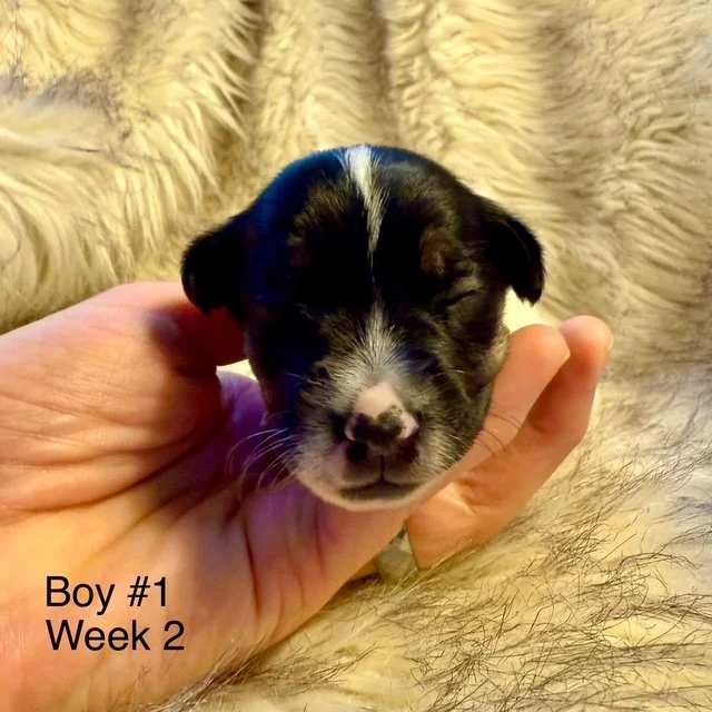 JRT-Jack Russell Puppy Boy 1.jpg