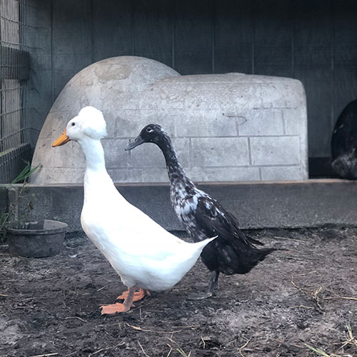HOOF-Ducks.jpg